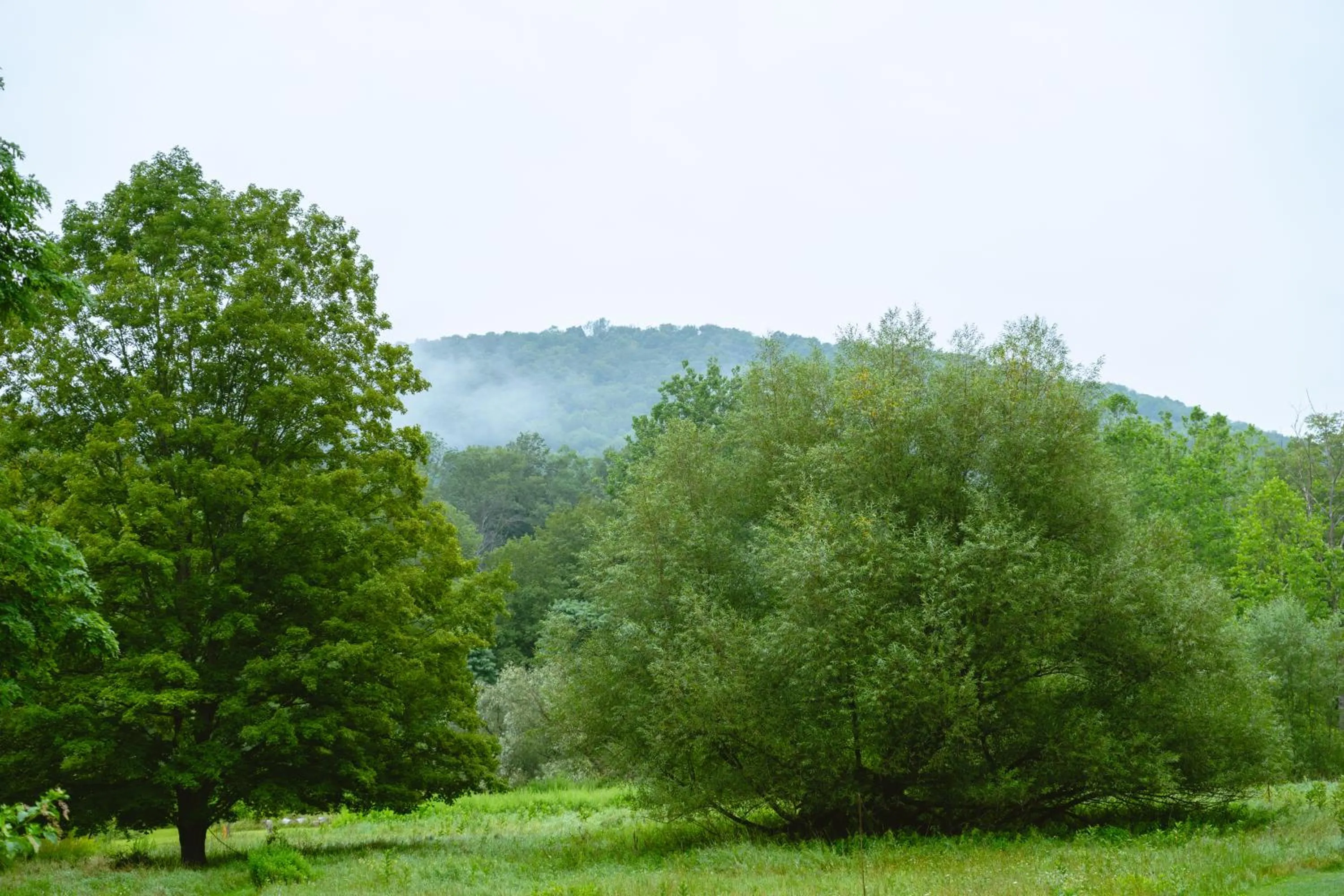 Natural landscape in The North Branch Inn