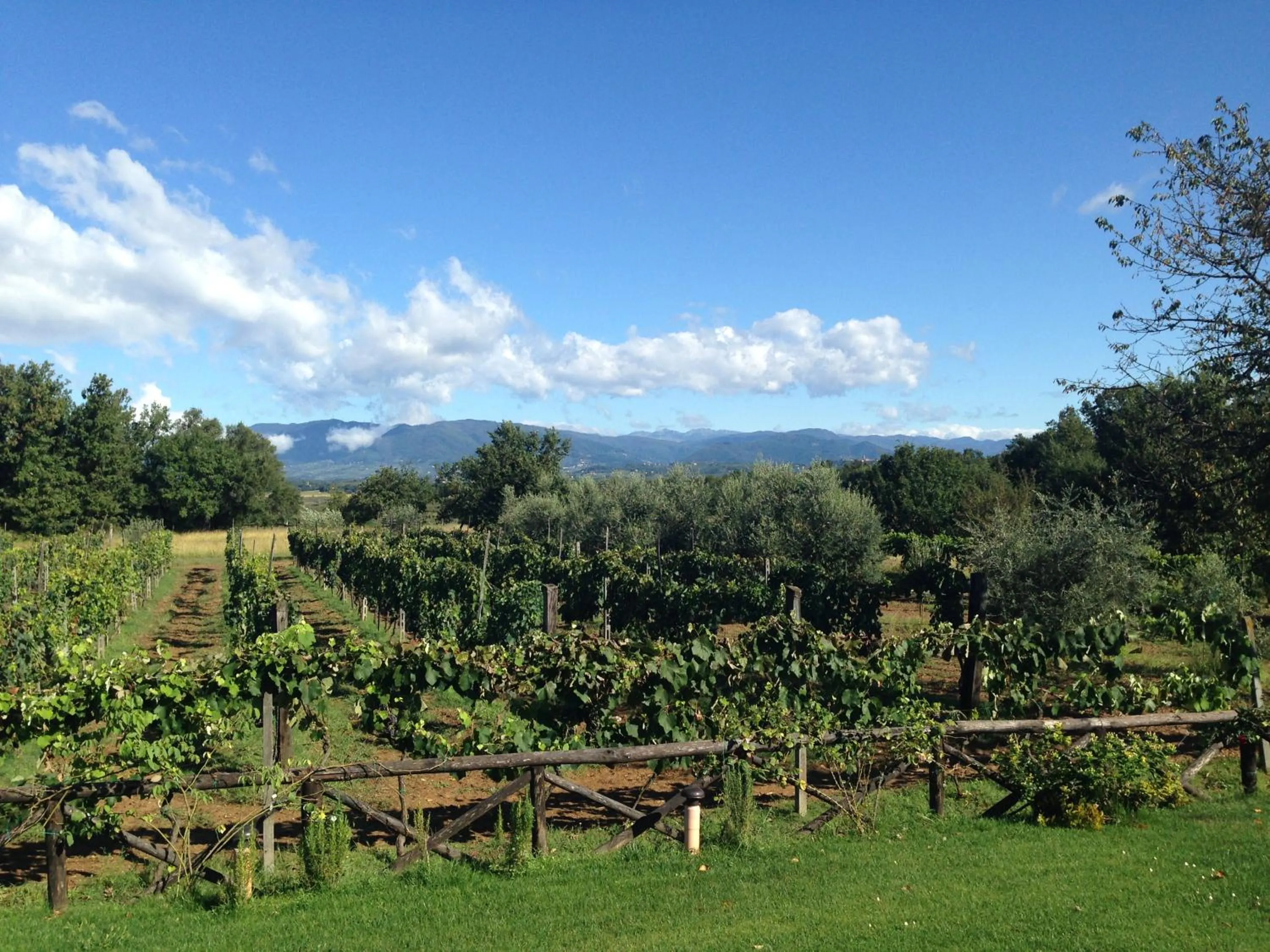 Garden in Villa Gourmet