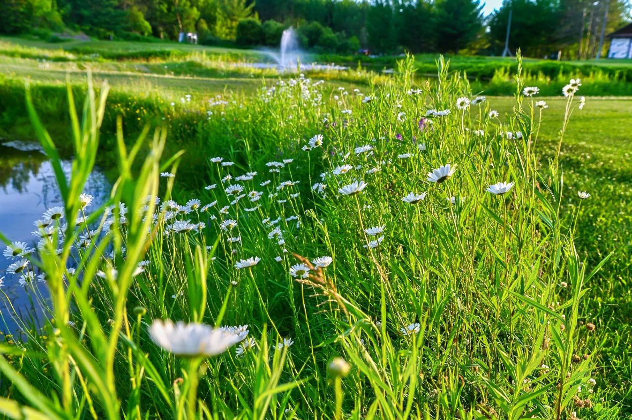 Natural landscape in Terrace Suites