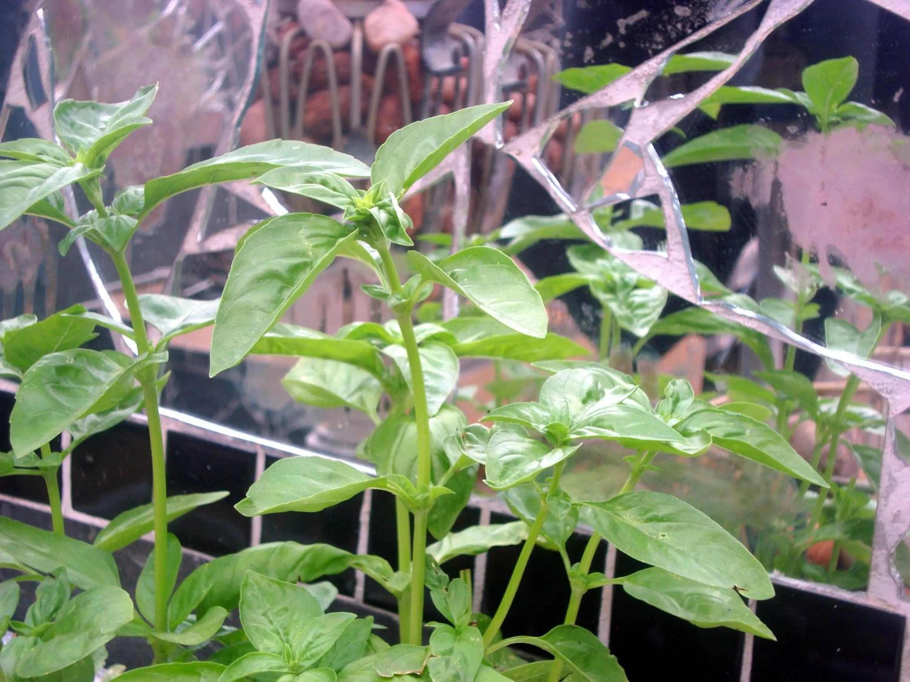 Day in 44 on Ennis Guest Lodge and Restaurant -