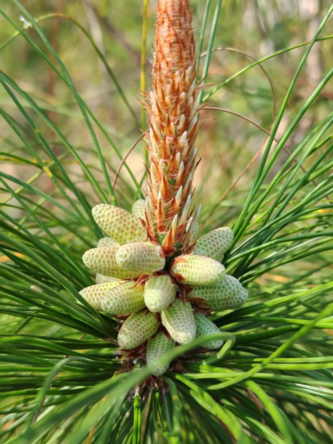 Phuphamok Valley Resort