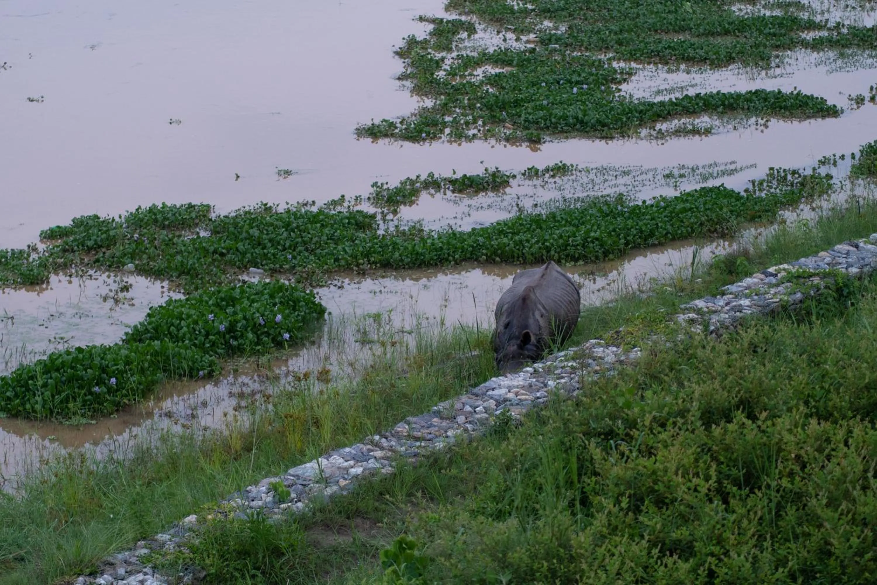 Day in River Bank Jungle Resort, Chitwan