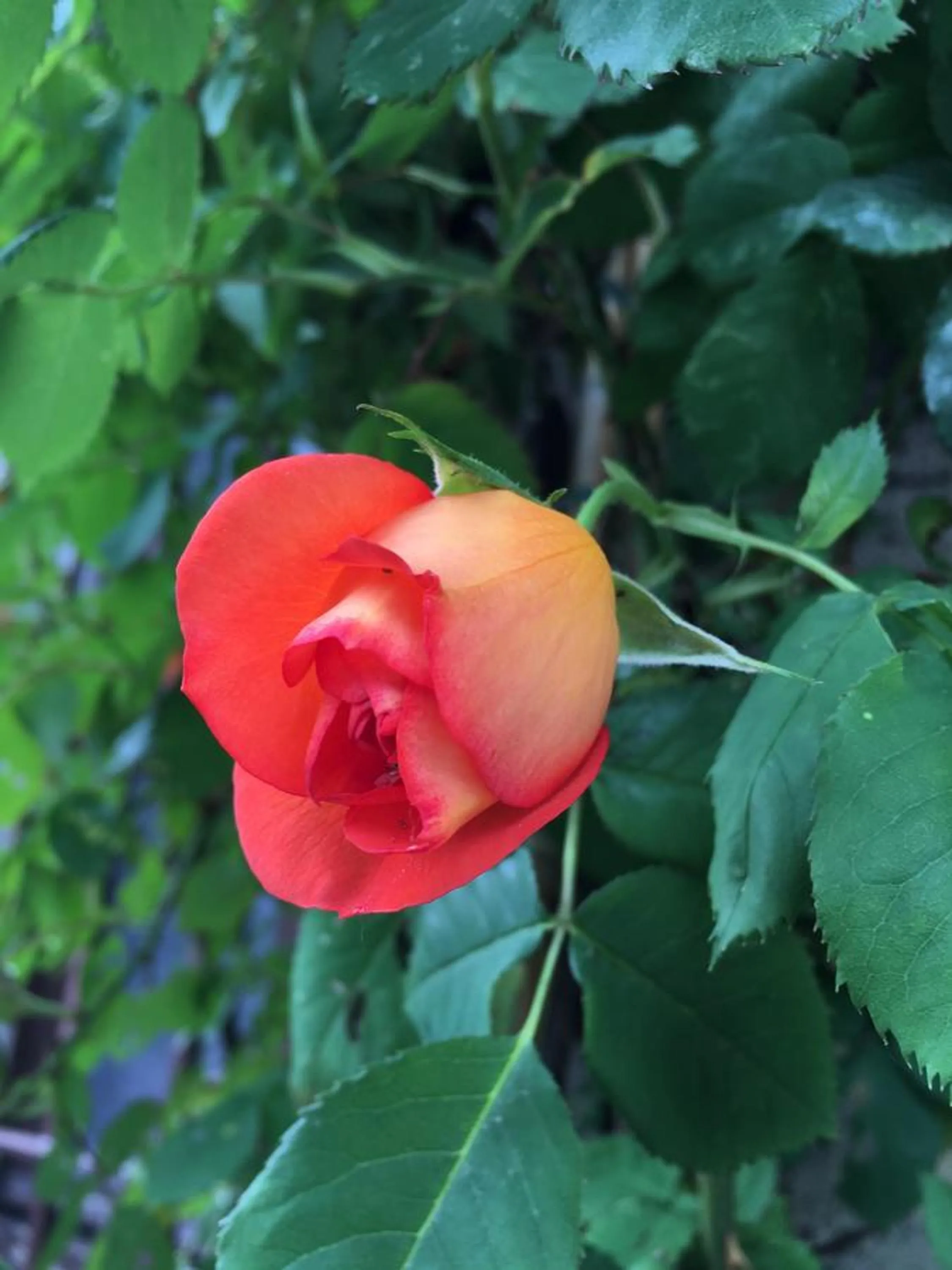 Decorative detail in B&B LaMaGia di Corte Moronati