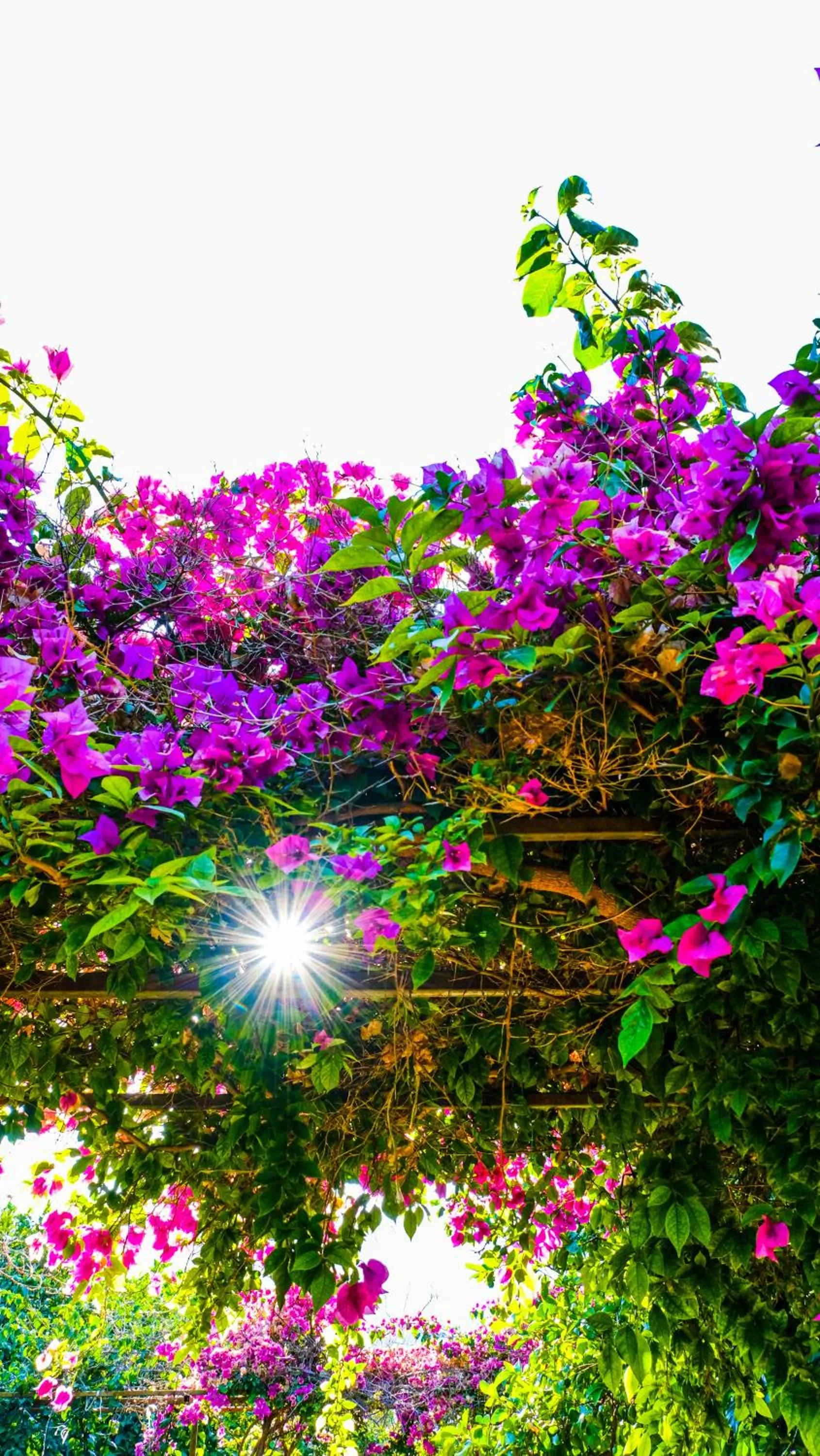 Garden in Lemon Garden Lodge