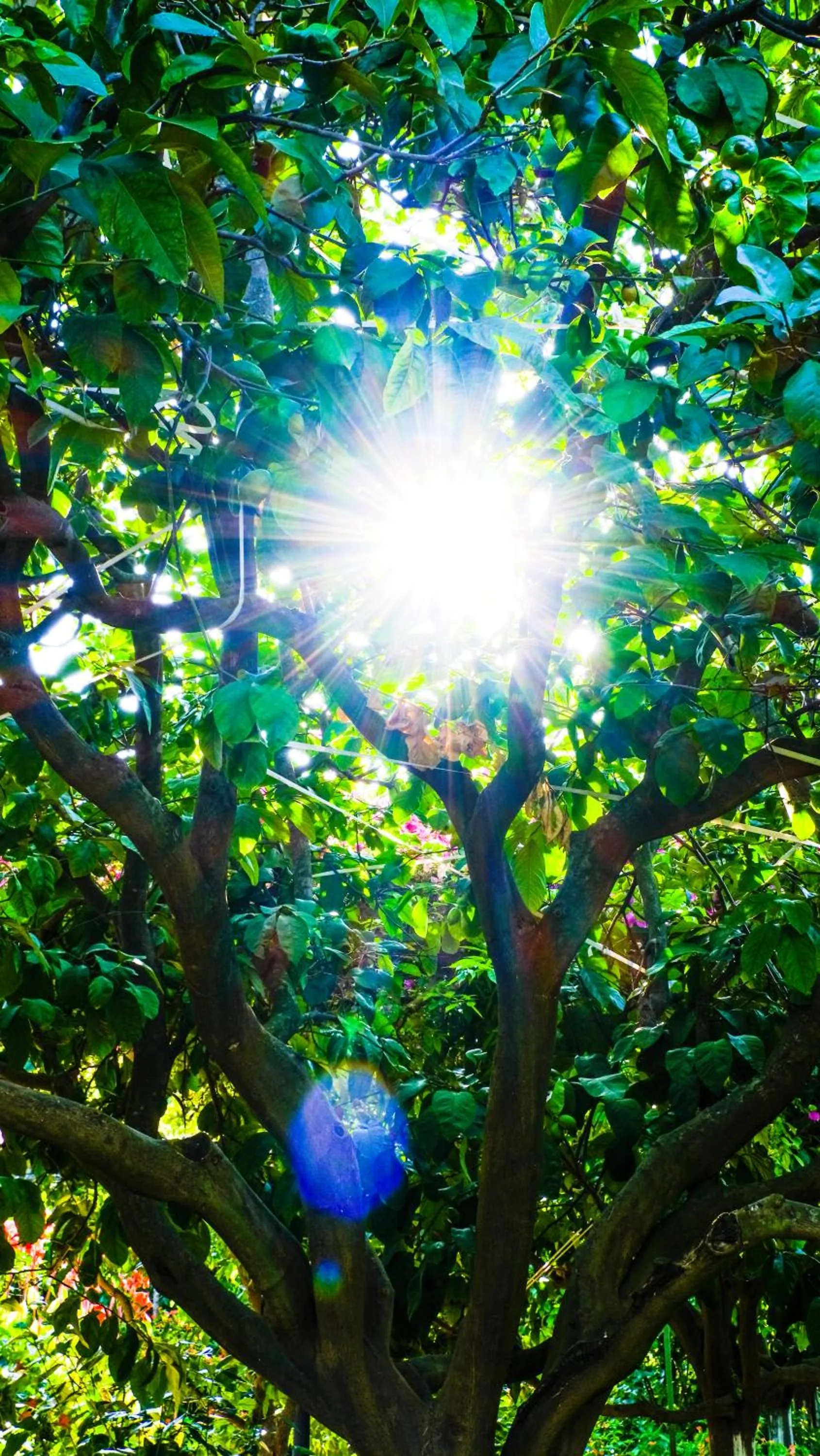 Garden view in Lemon Garden Lodge