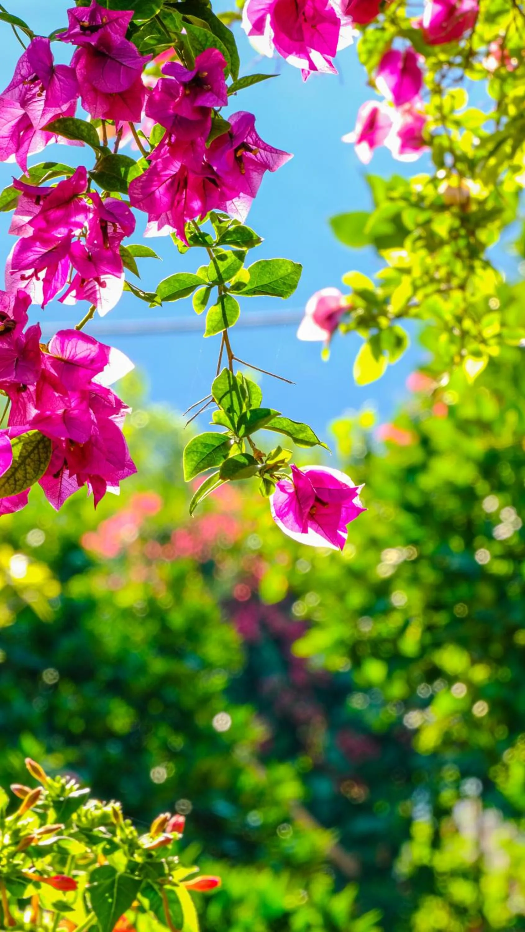 Restaurant/places to eat in Lemon Garden Lodge