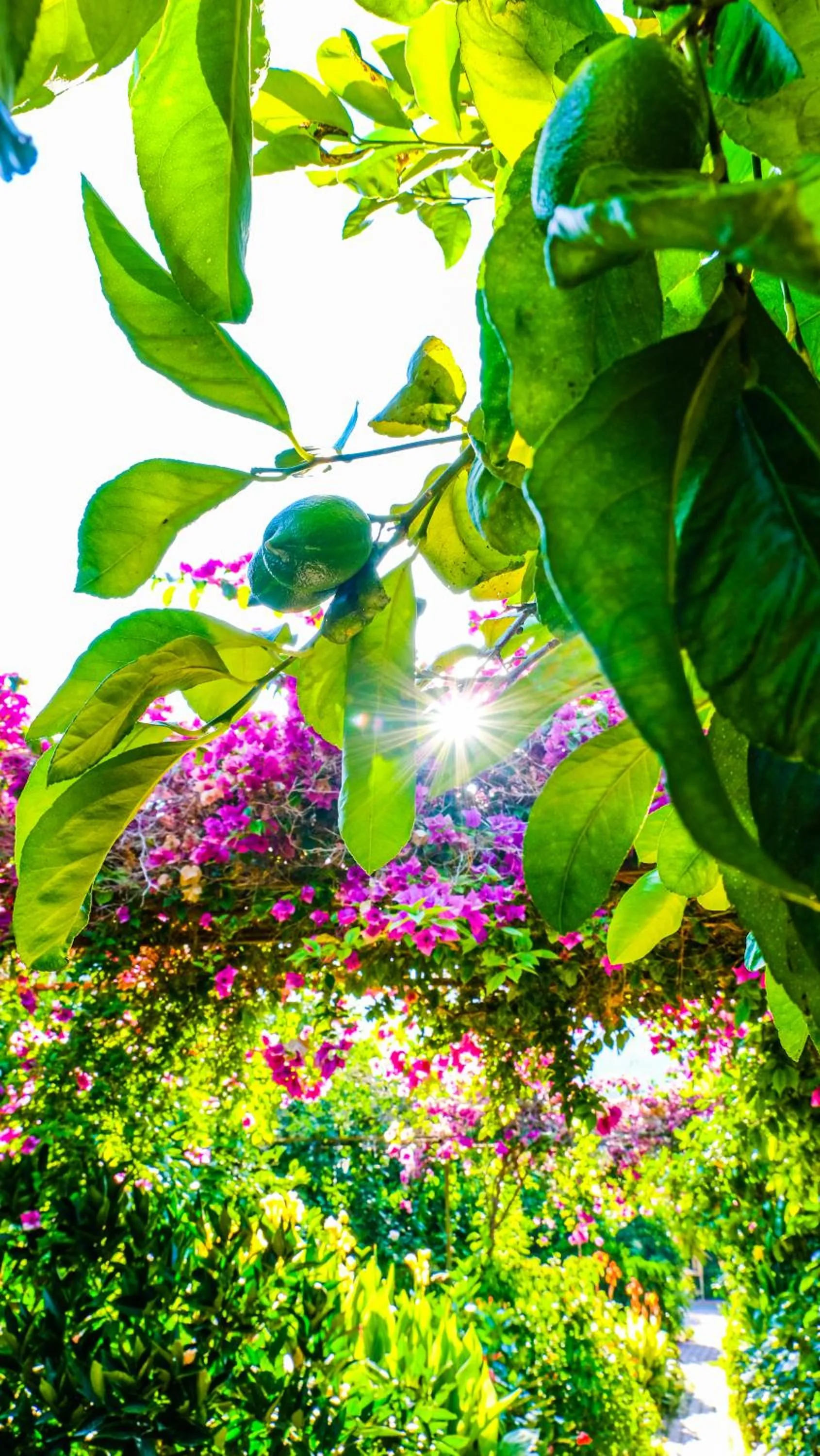 Garden in Lemon Garden Lodge