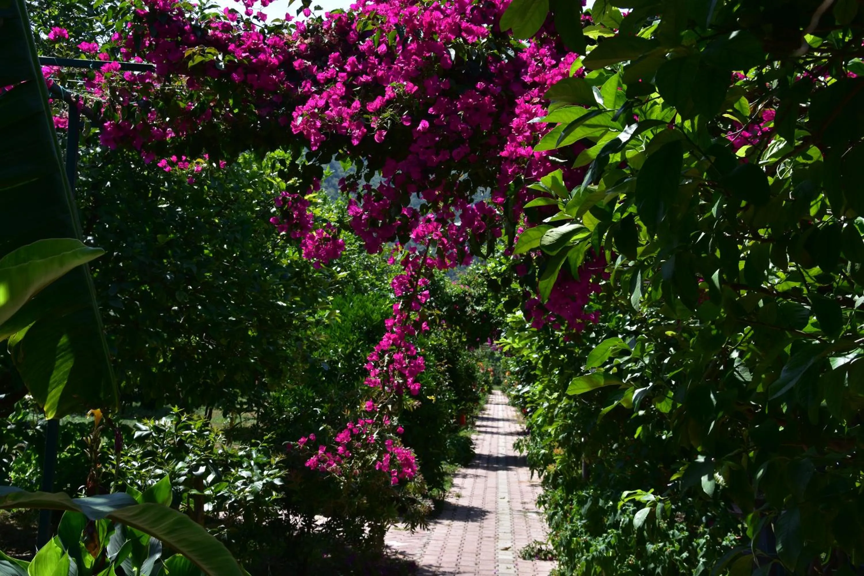 Garden in Lemon Garden Lodge