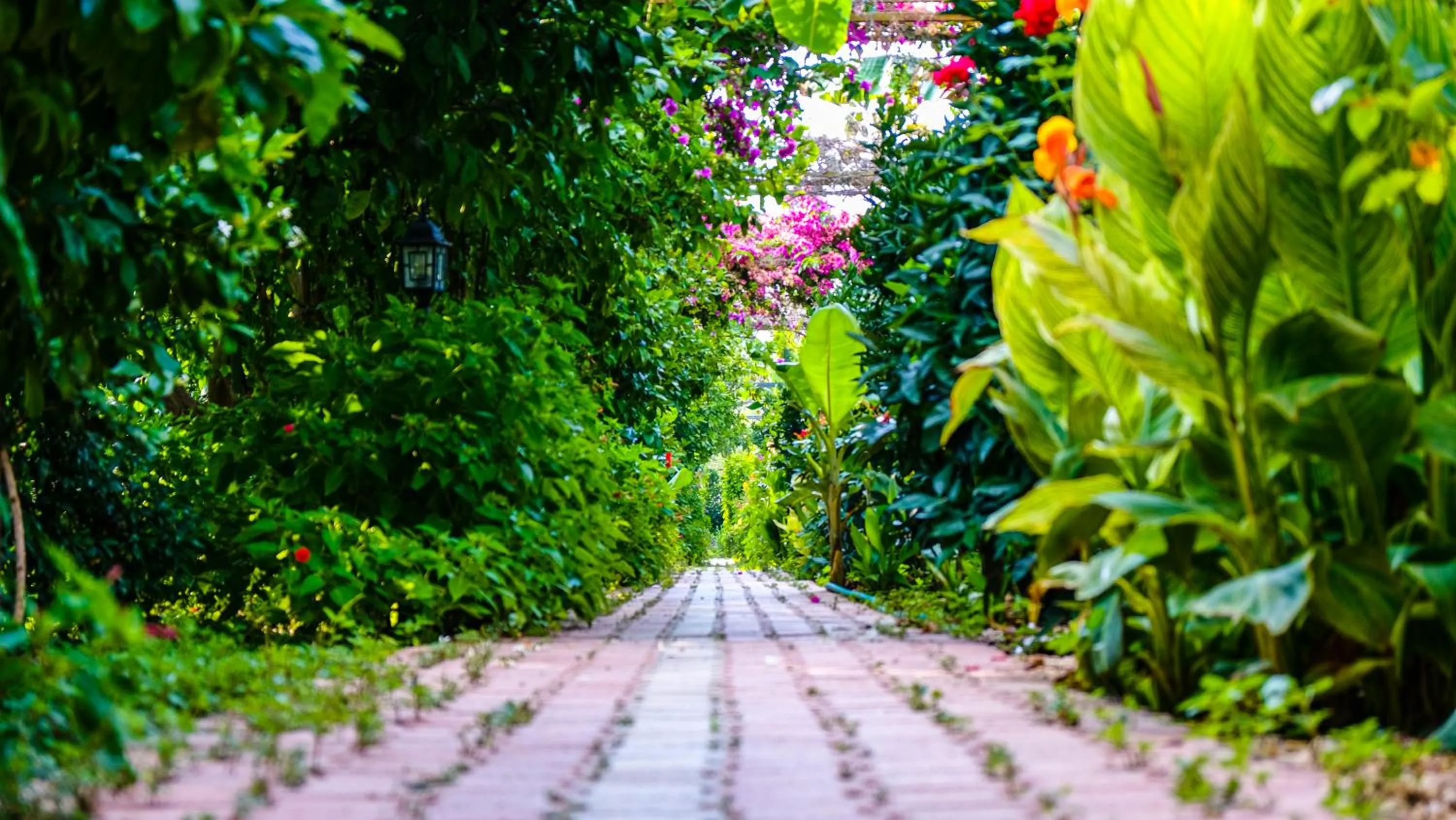 Garden in Lemon Garden Lodge