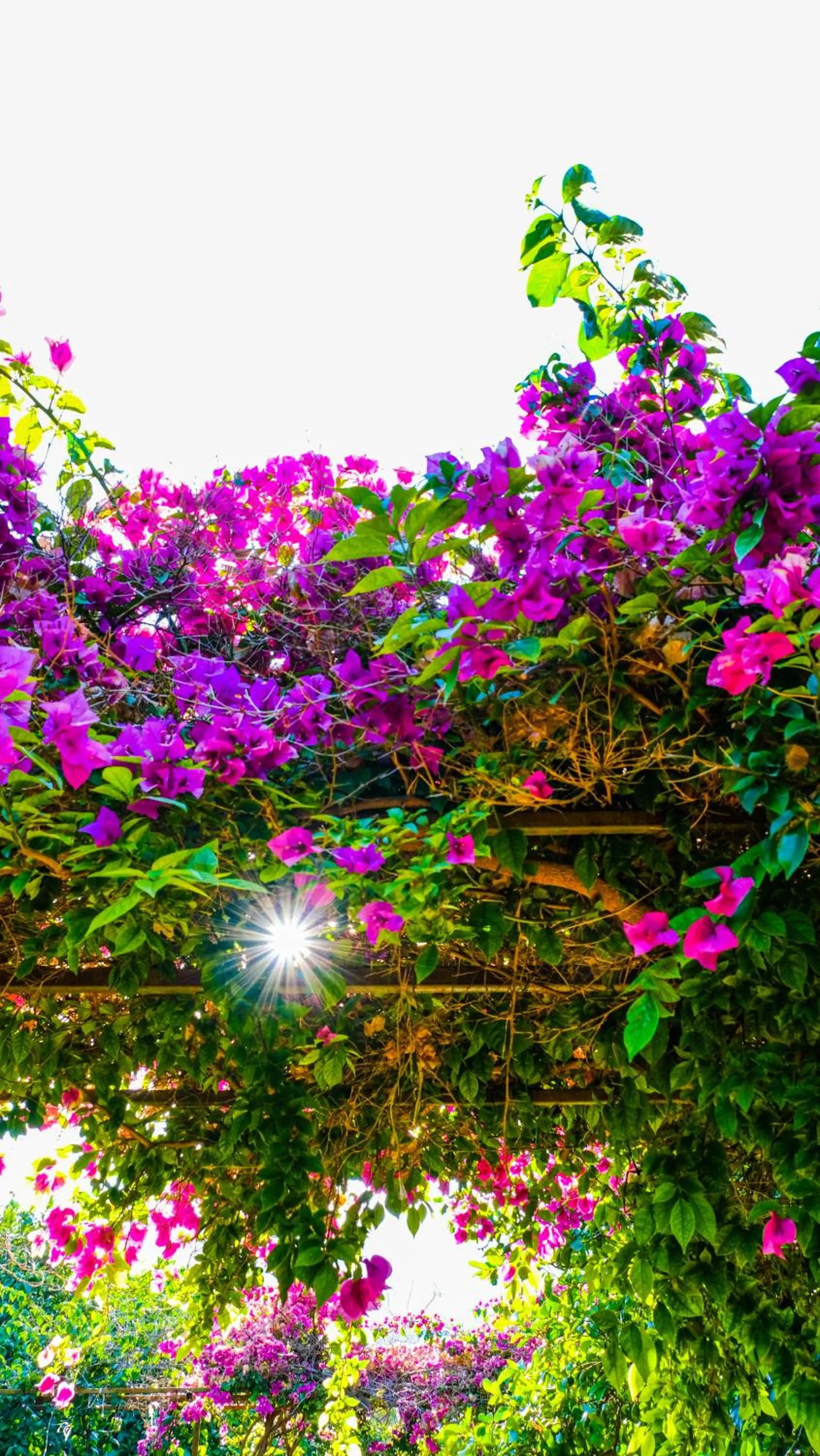 Garden in Lemon Garden Lodge