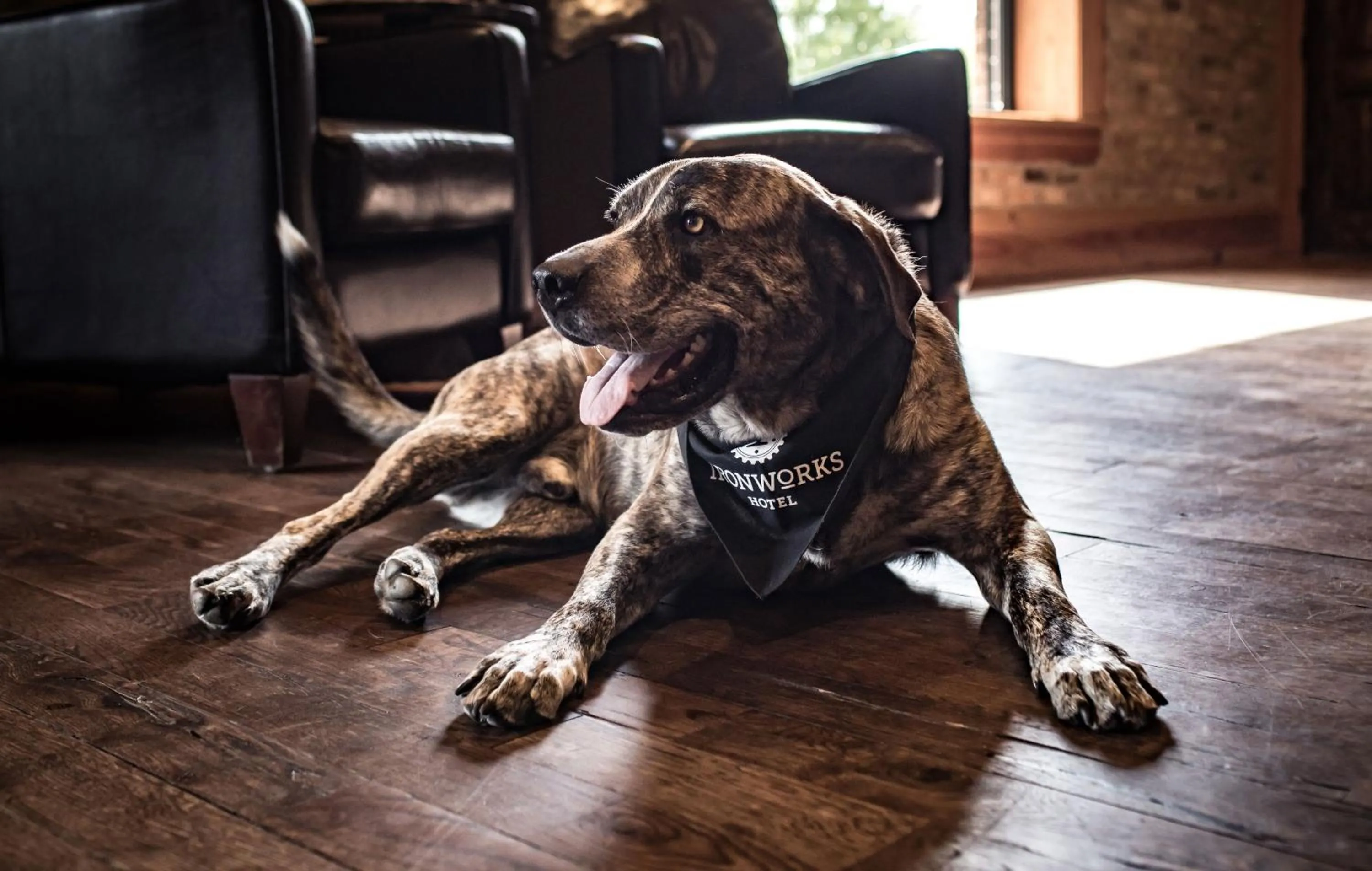 Pets in Ironworks Hotel