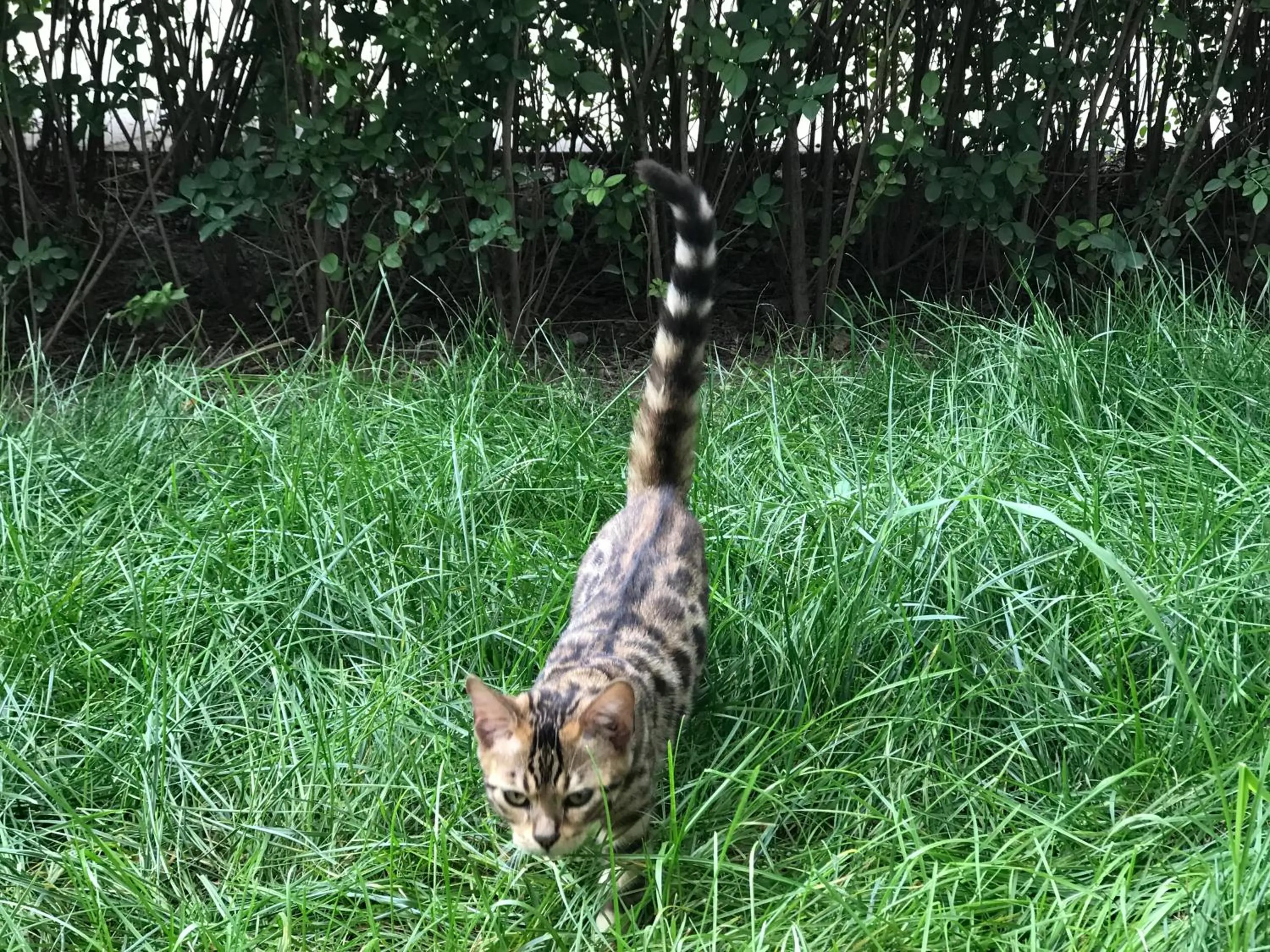 Pets in Beijing Haisheng Apartment