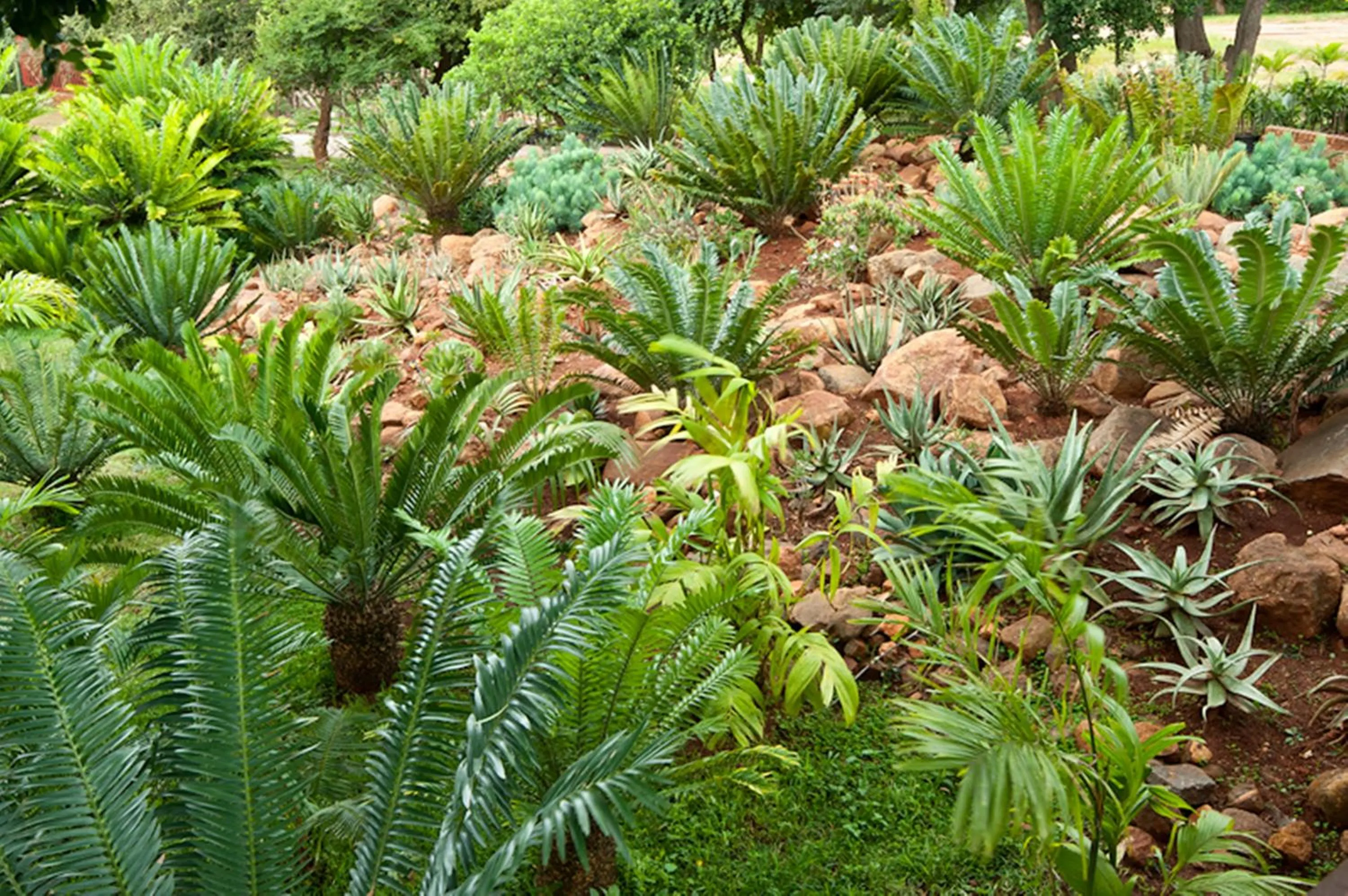 Garden in Amafu Forest Lodge