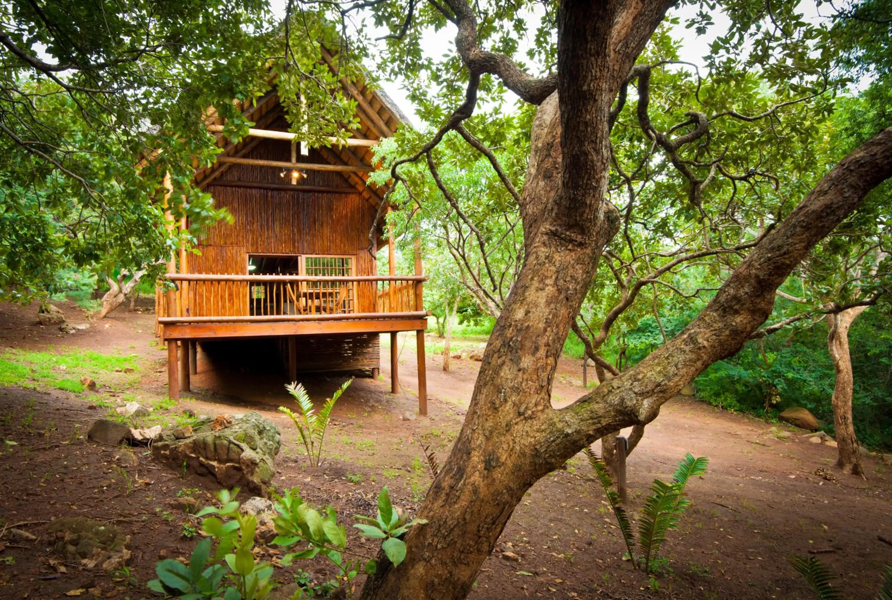 Photo of the whole room in Amafu Forest Lodge