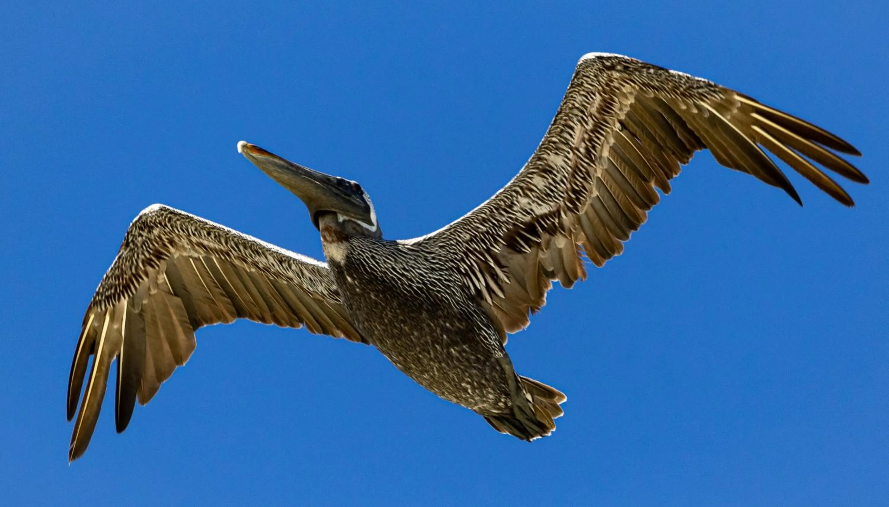 Animals in Sea Vista Motel