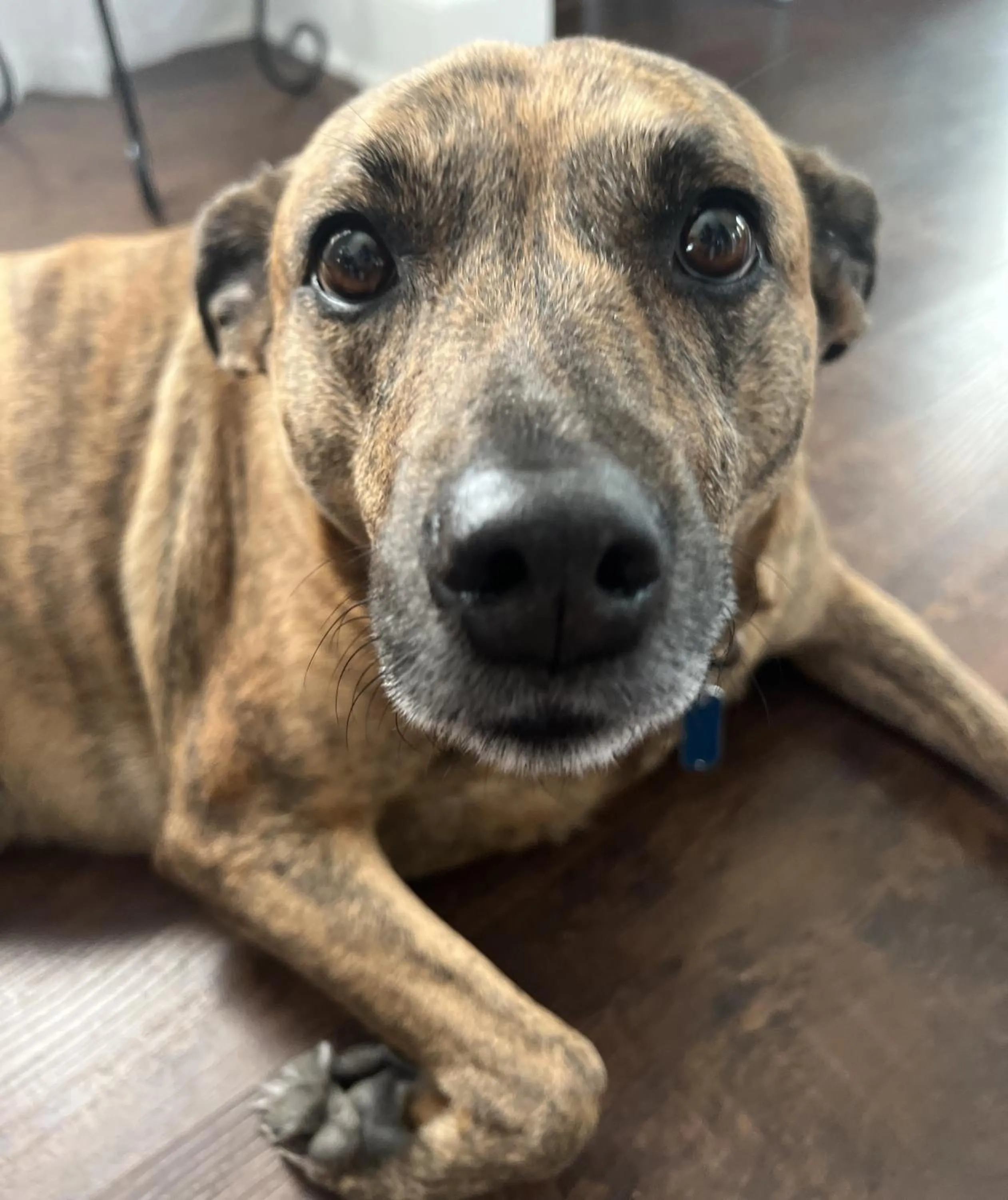 Pets in Sea Vista Motel