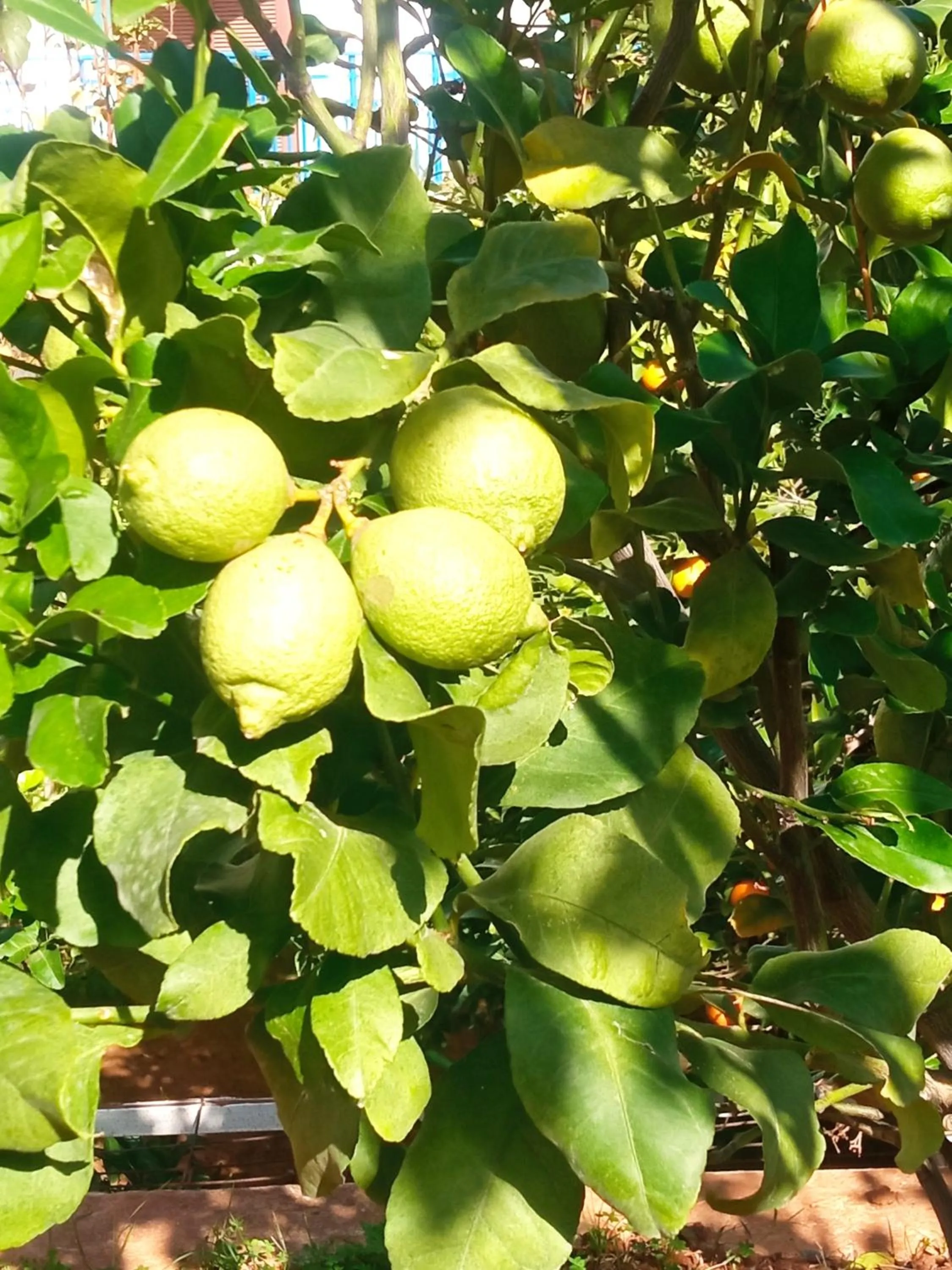 George Studios Stalis