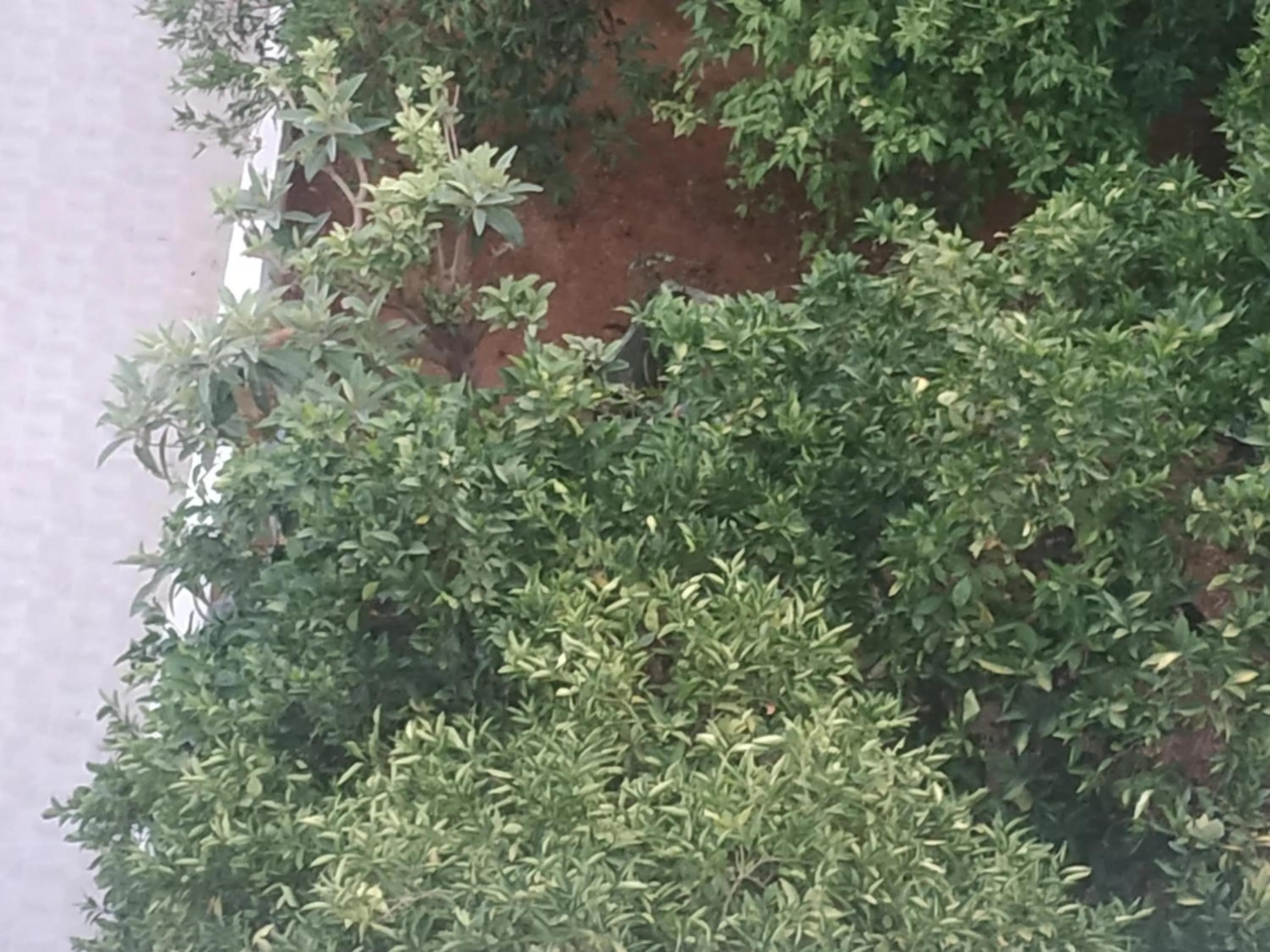 George Studios Stalis