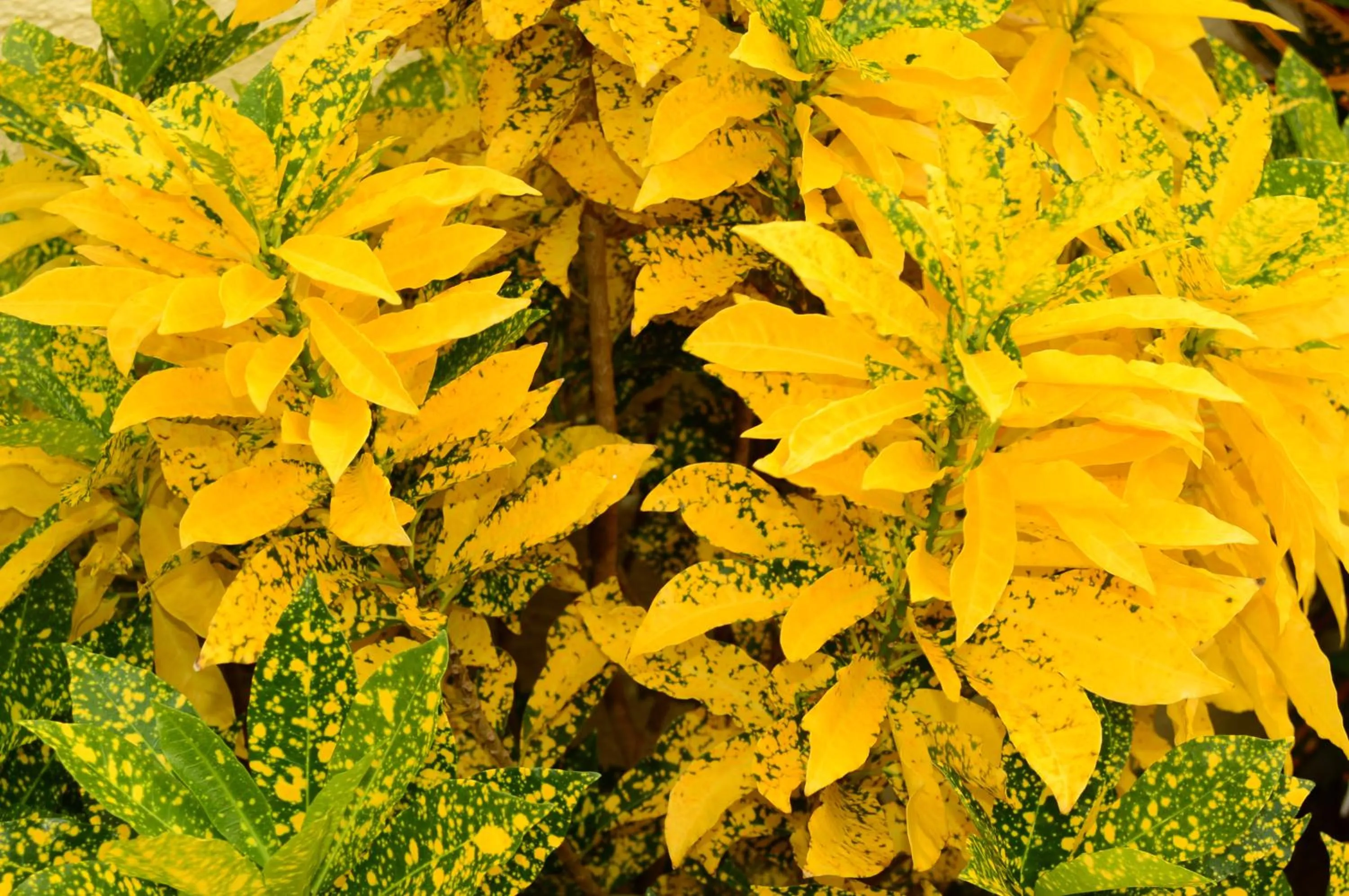 Garden in Adonai Hotel Boutique