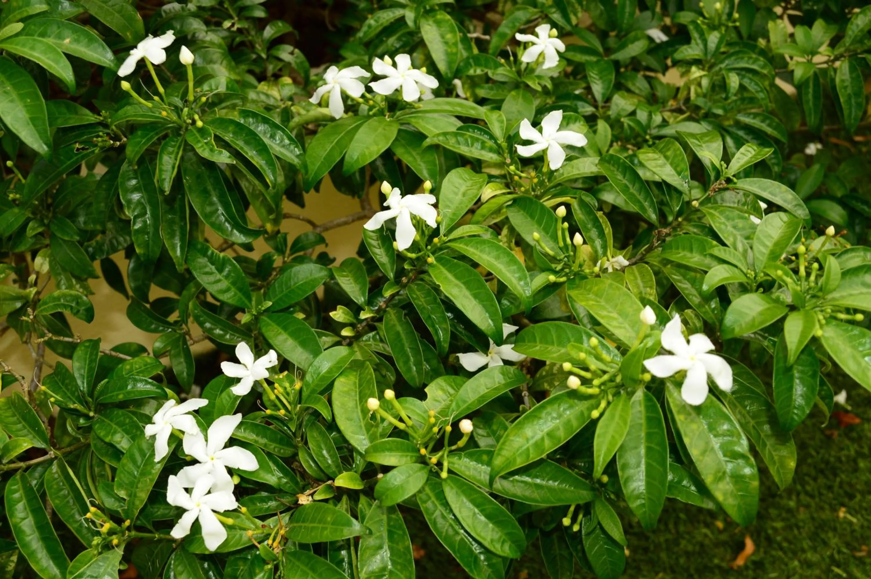 Garden in Adonai Hotel Boutique