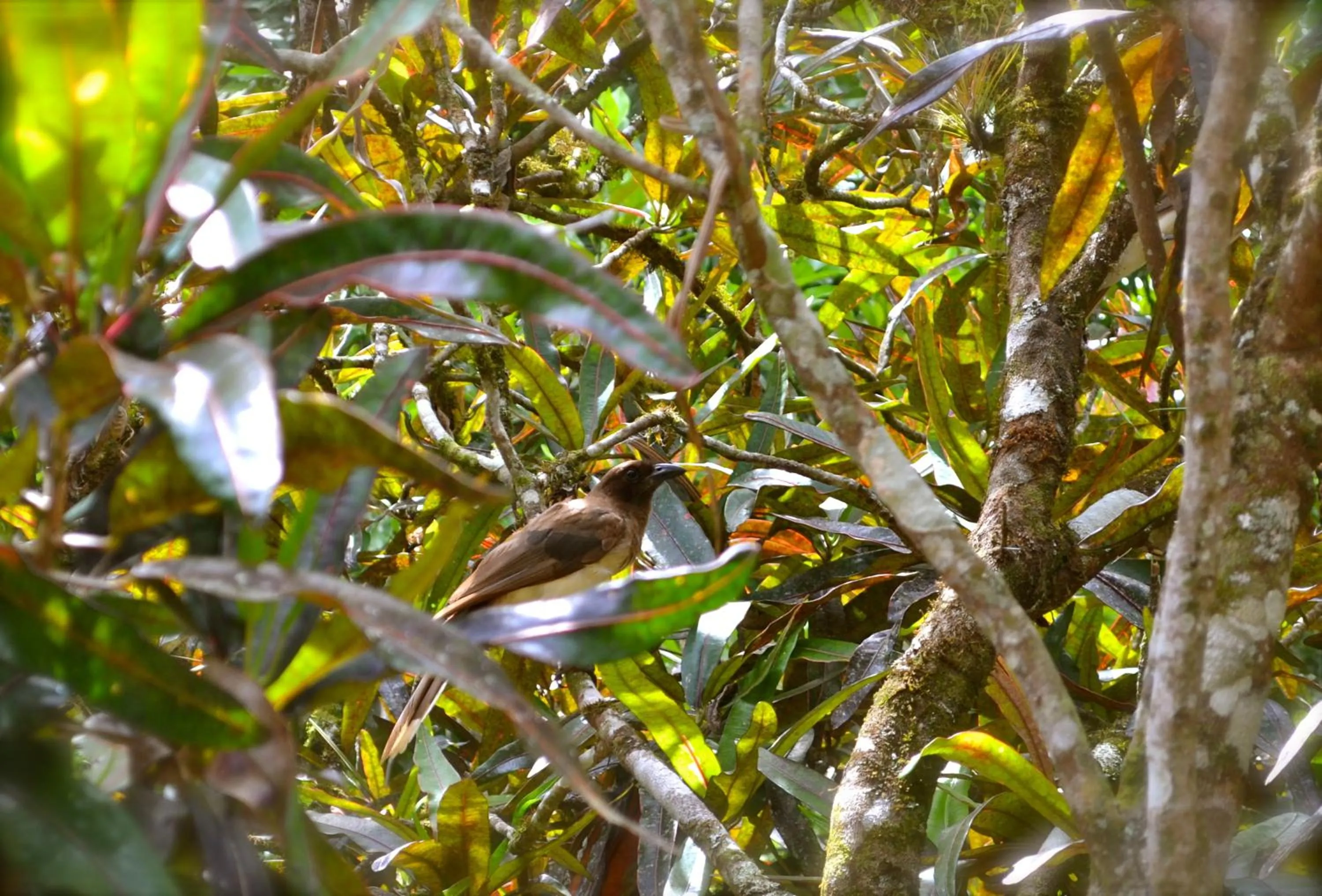 Other in Hotel Jungle Lodge Tikal