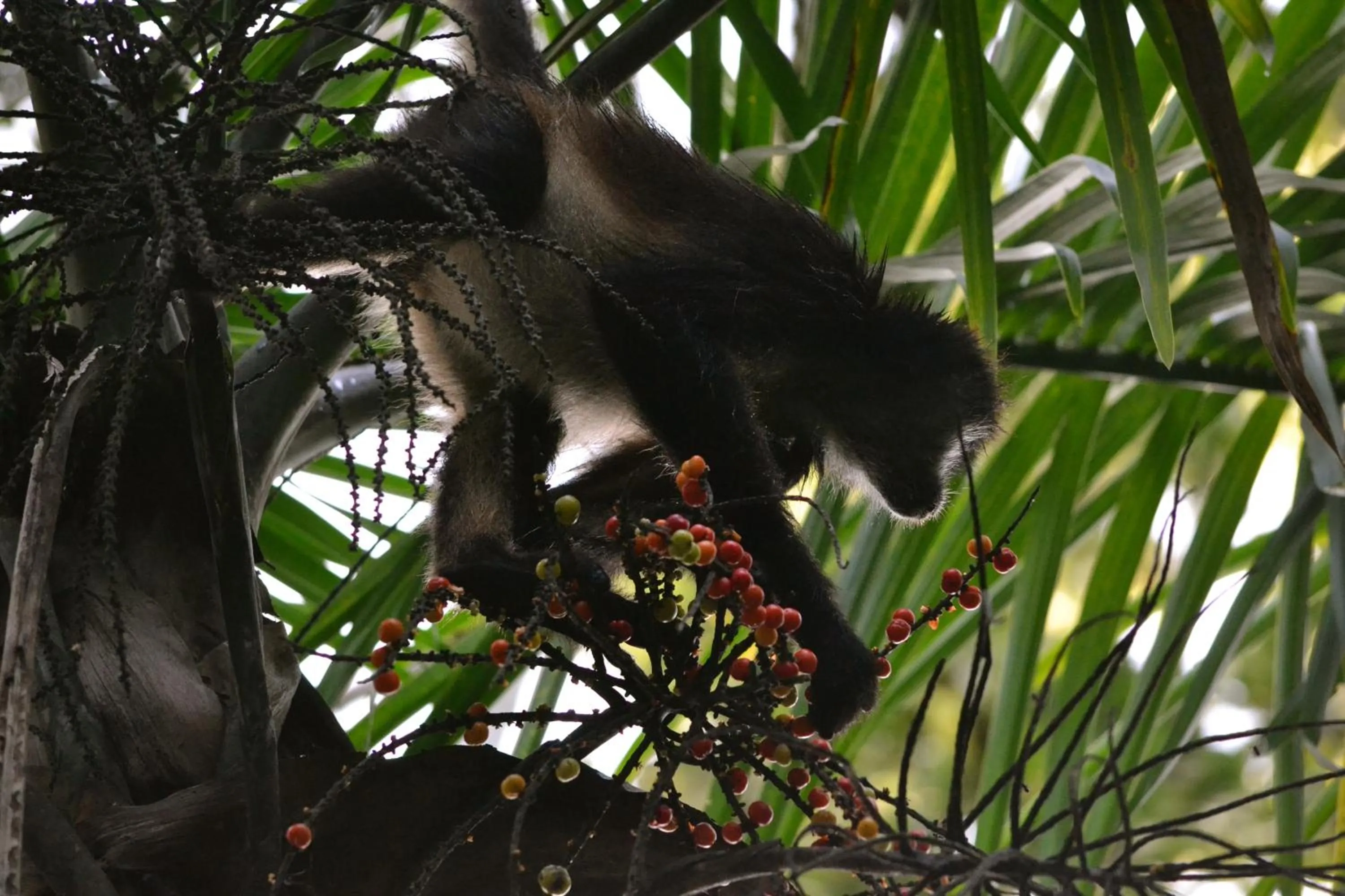 Animals in Hotel Jungle Lodge Tikal