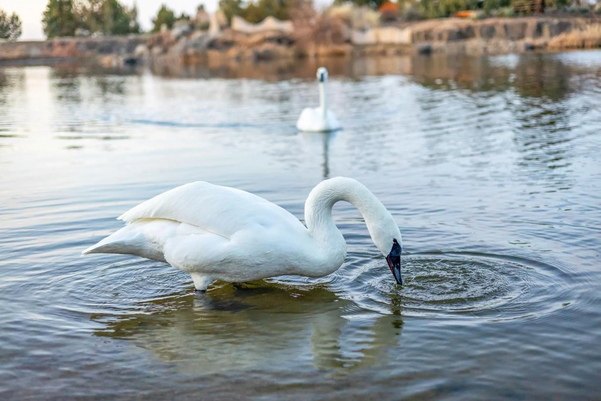 Natural landscape in Juniper Preserve