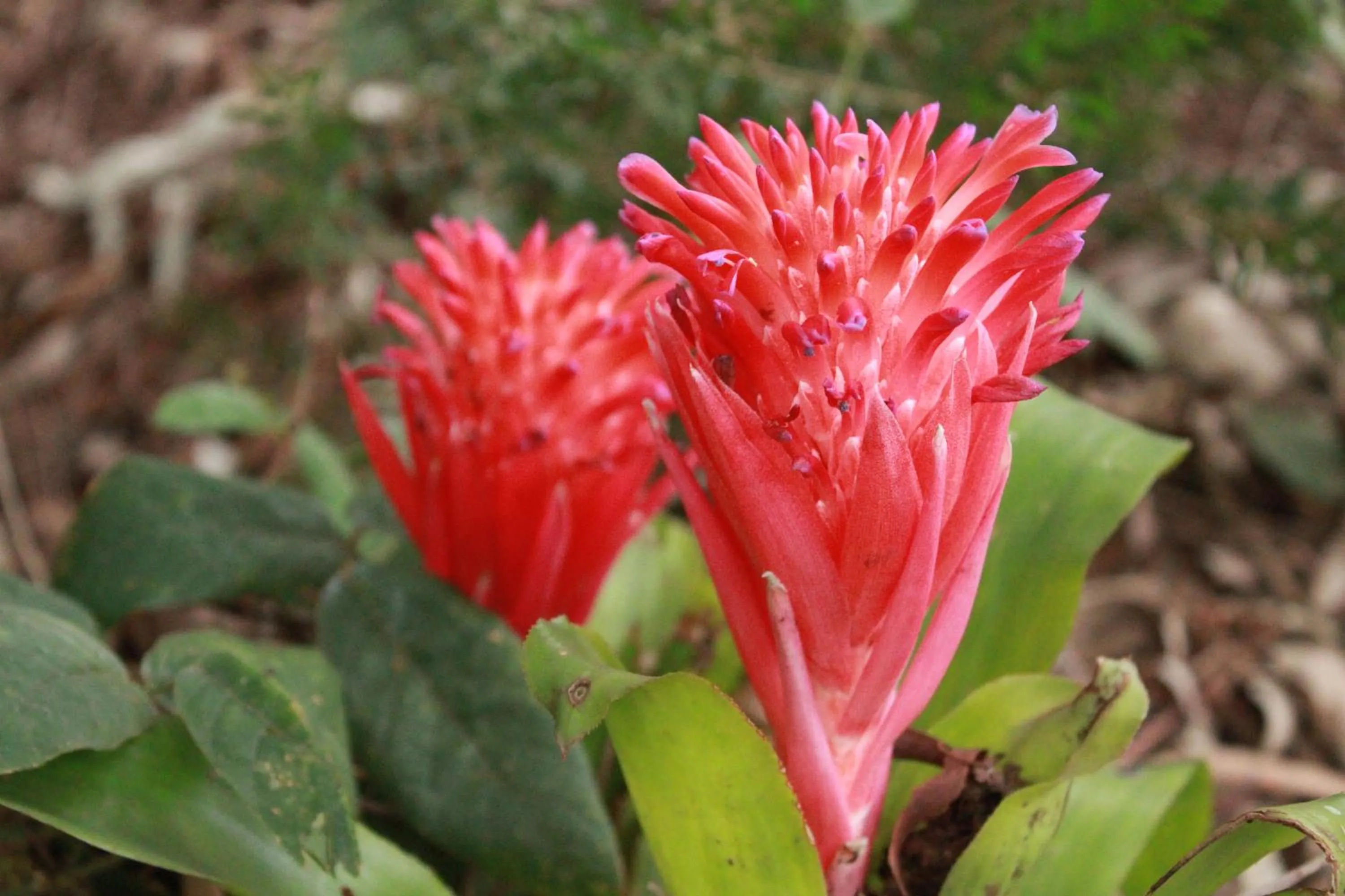 Garden view in Prom Country Lodge