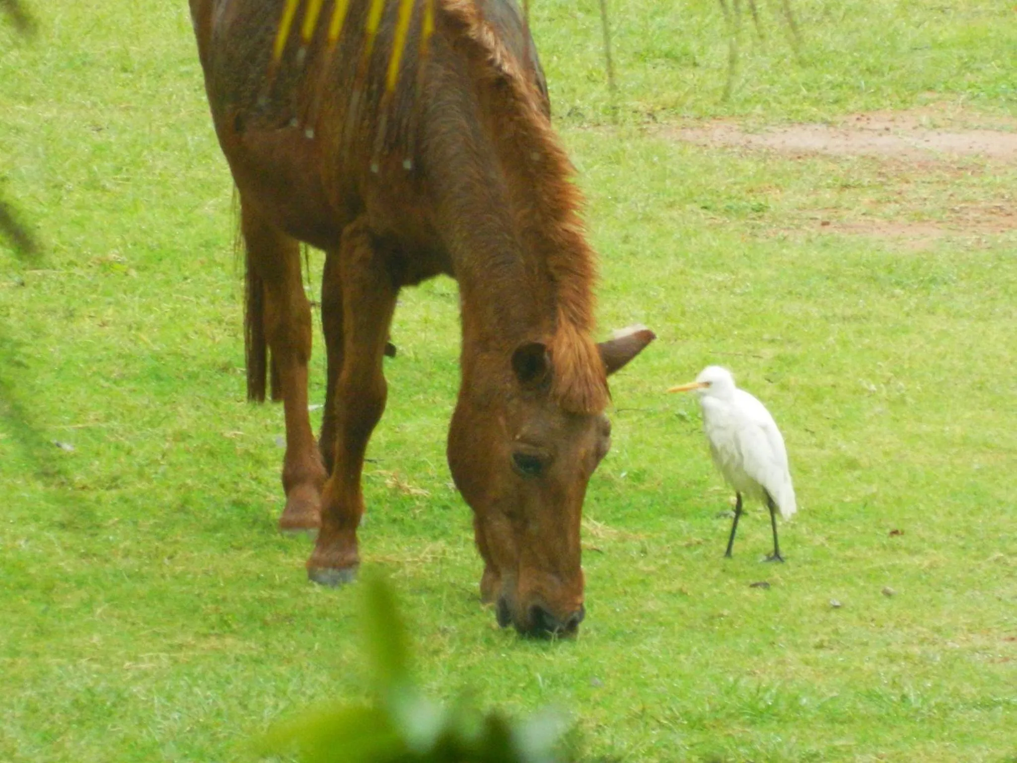 Pets in Fantasy Golf Resort