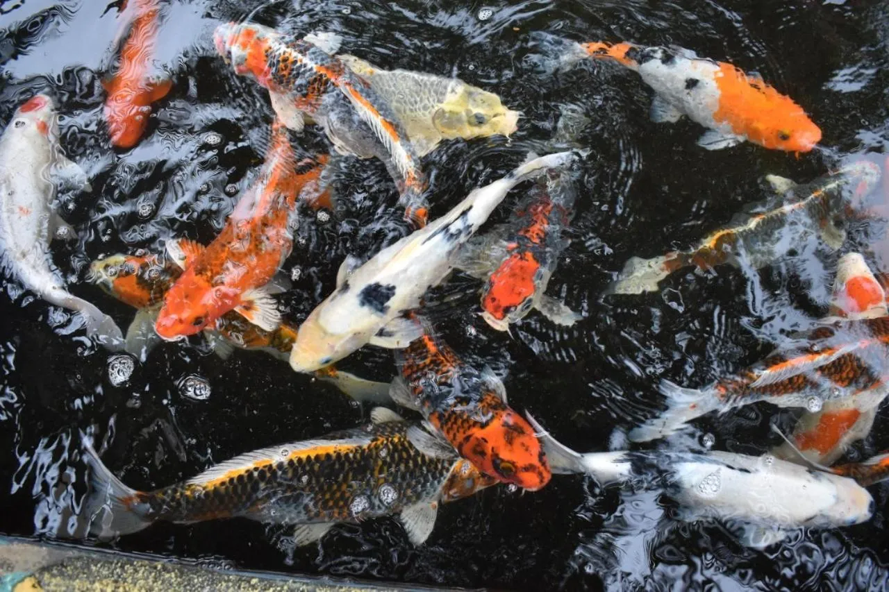 Animals in Lorin Syariah Hotel Sentul