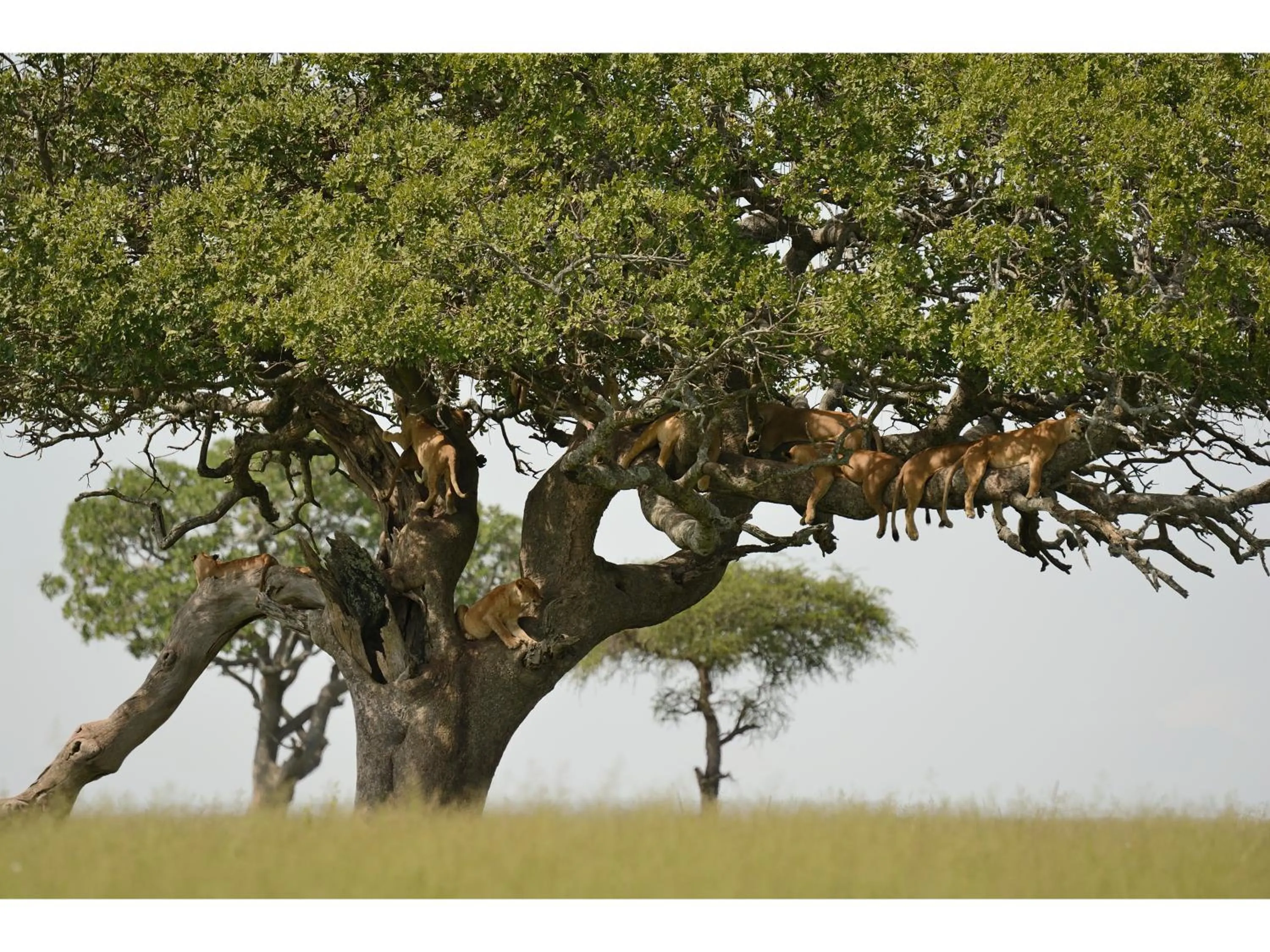 Day in Ikoma Bush Camp
