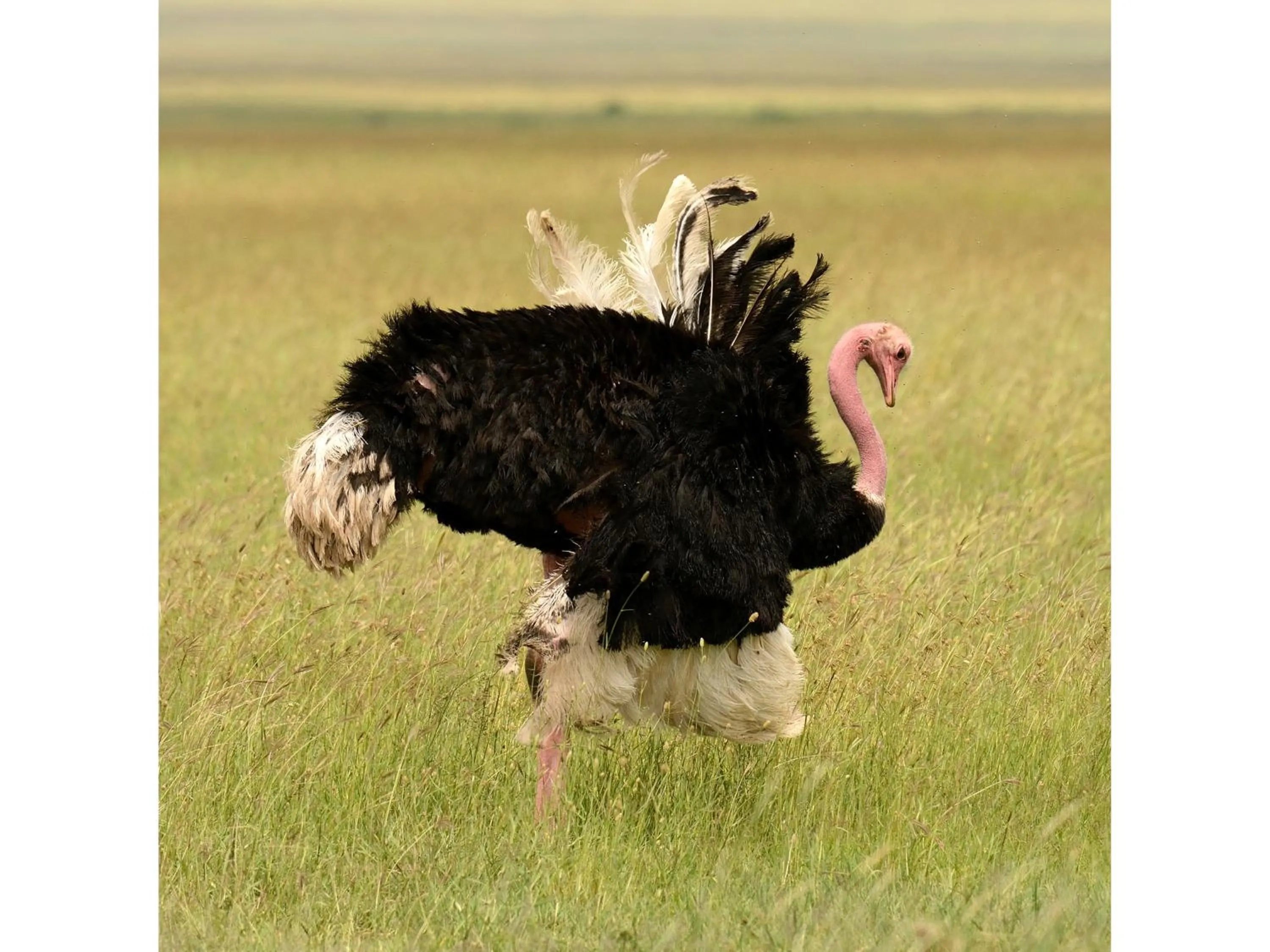 Animals in Ikoma Bush Camp