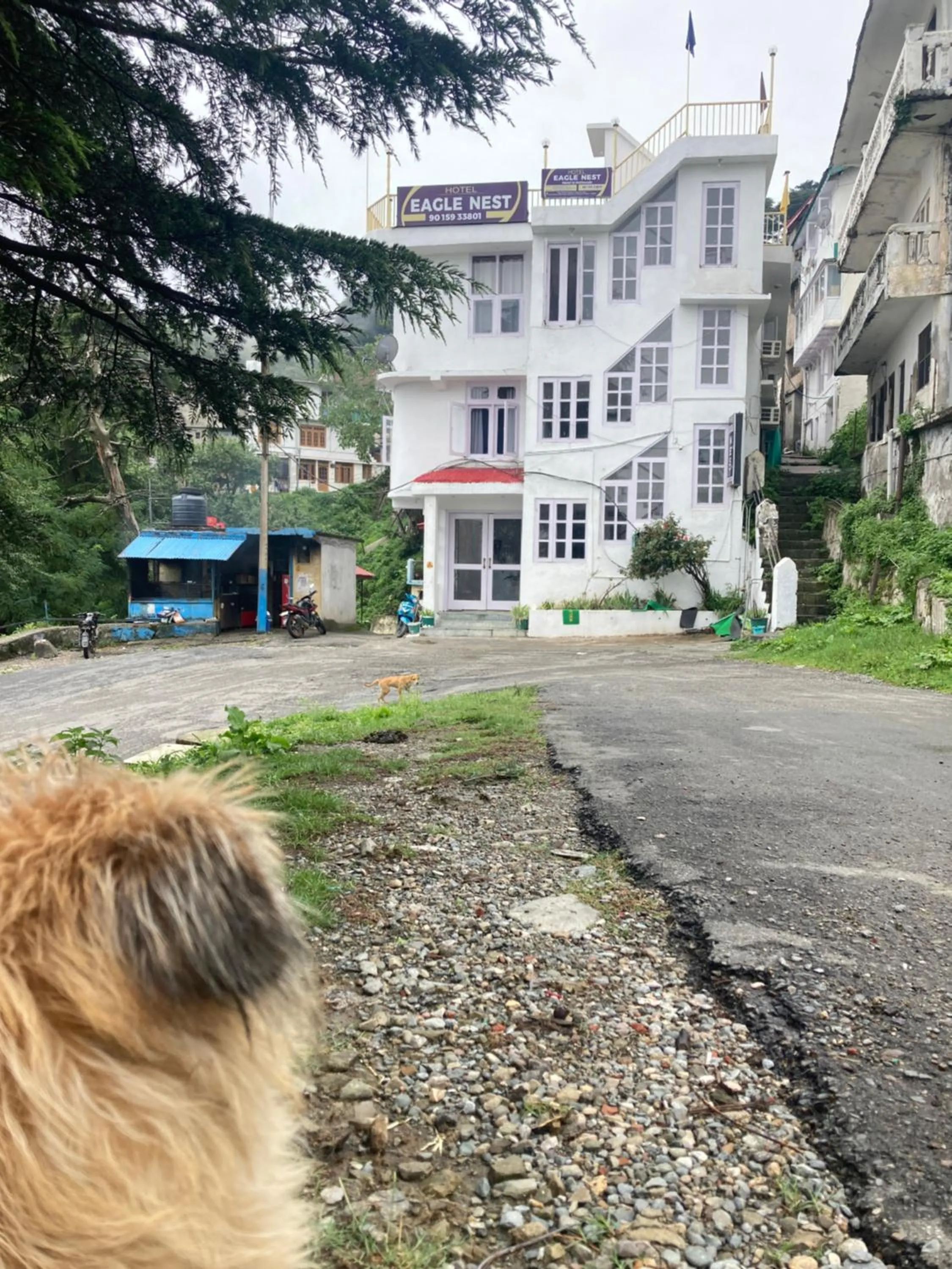 Property building in Western Nest International