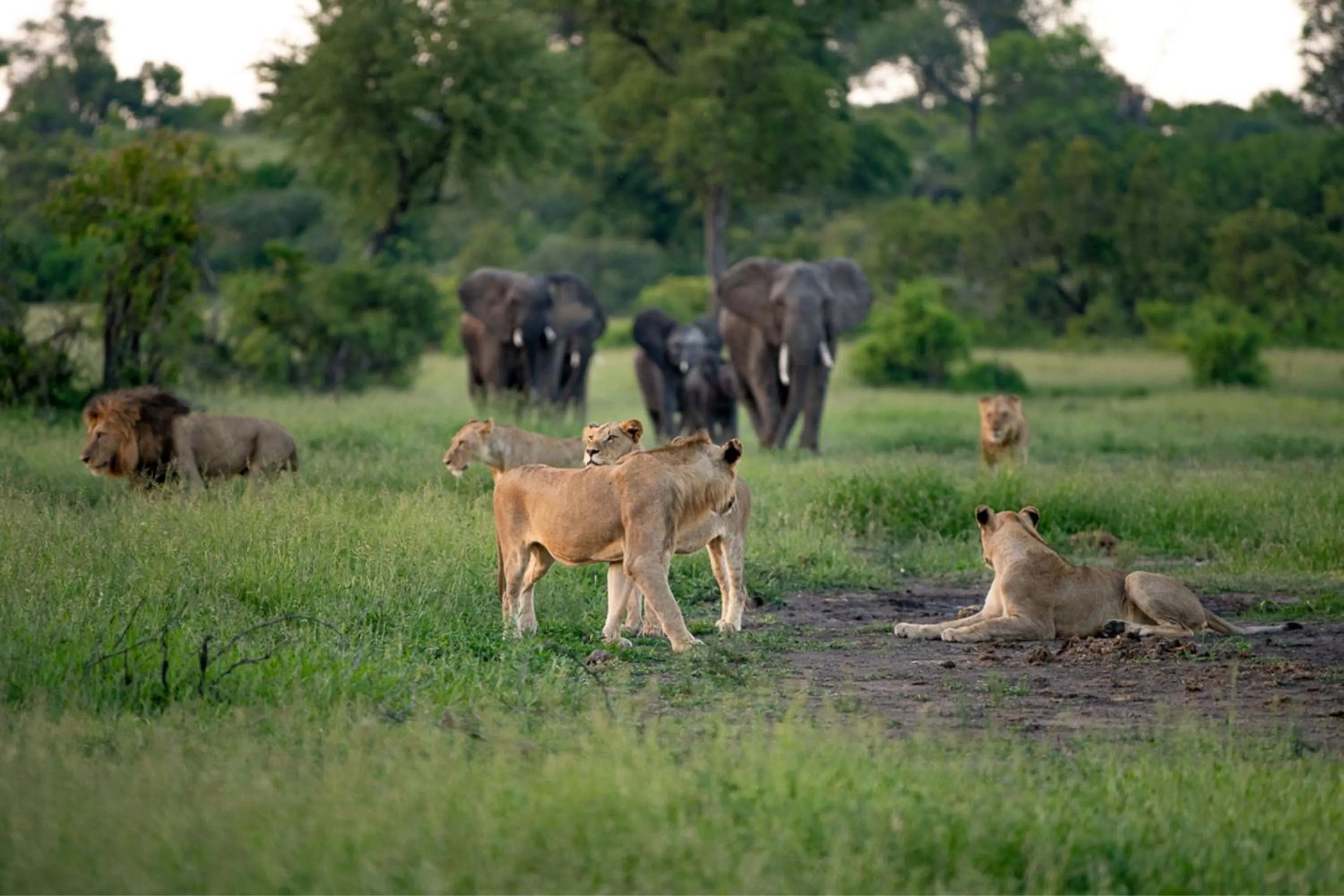 Other in Leopard Sands Kruger Park