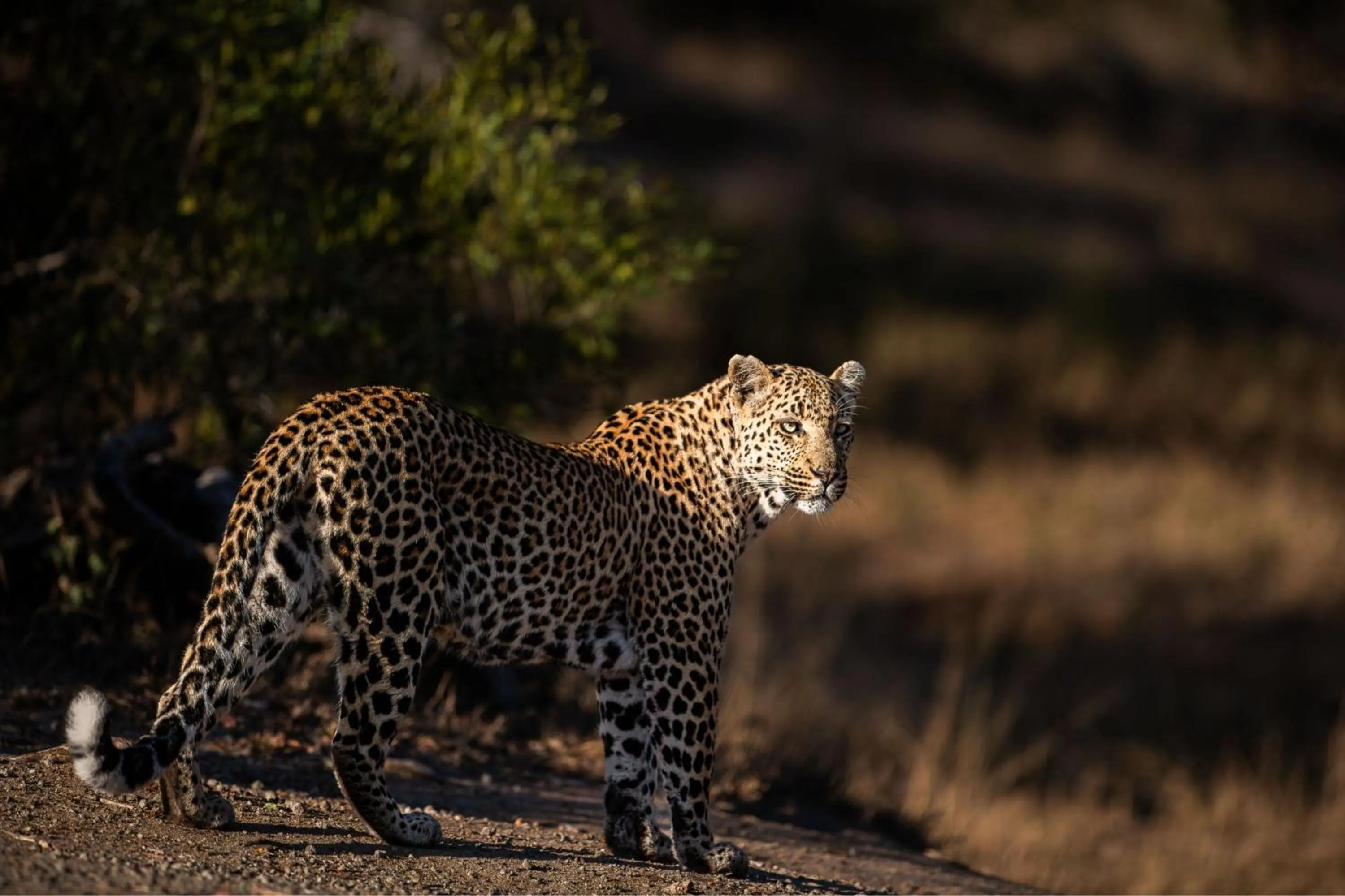 Other in Leopard Sands Kruger Park