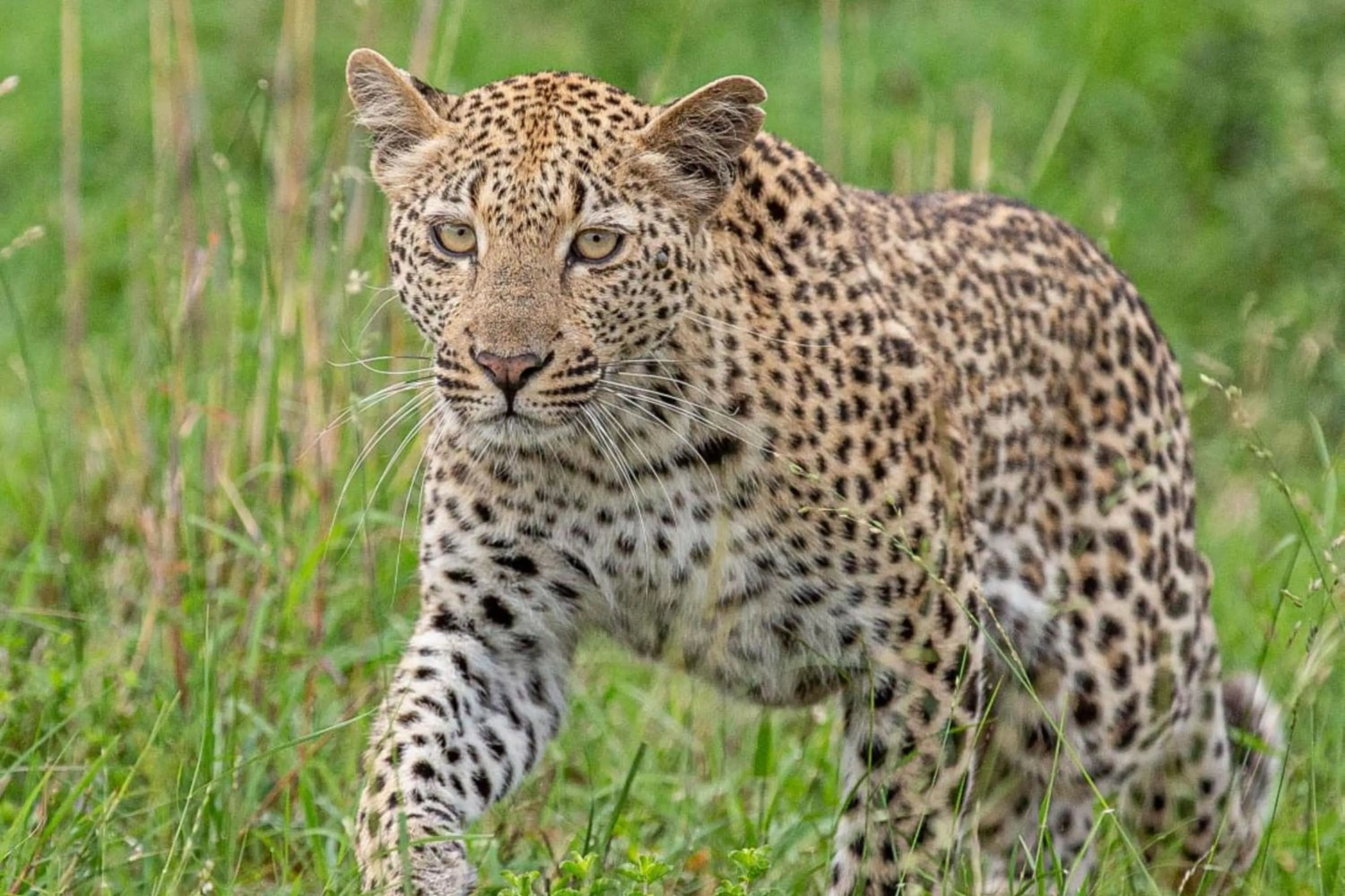 Other in Leopard Sands Kruger Park