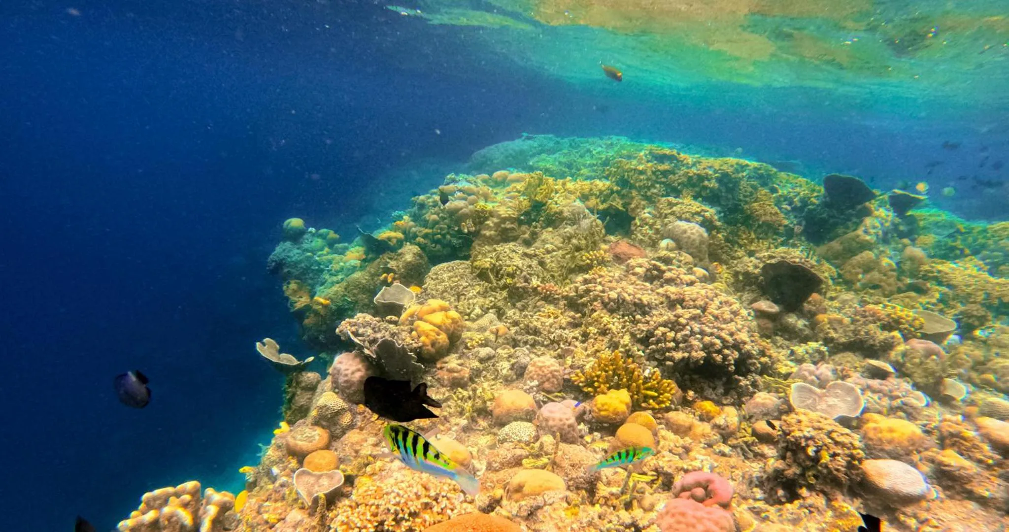 Bobocabin Bunaken Hills, Manado