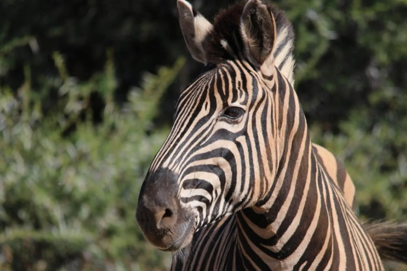 Natural landscape in Motswiri Private Safari Lodge