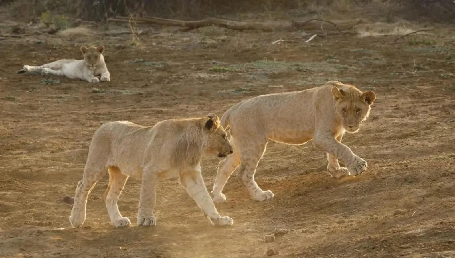 Animals in Motswiri Private Safari Lodge