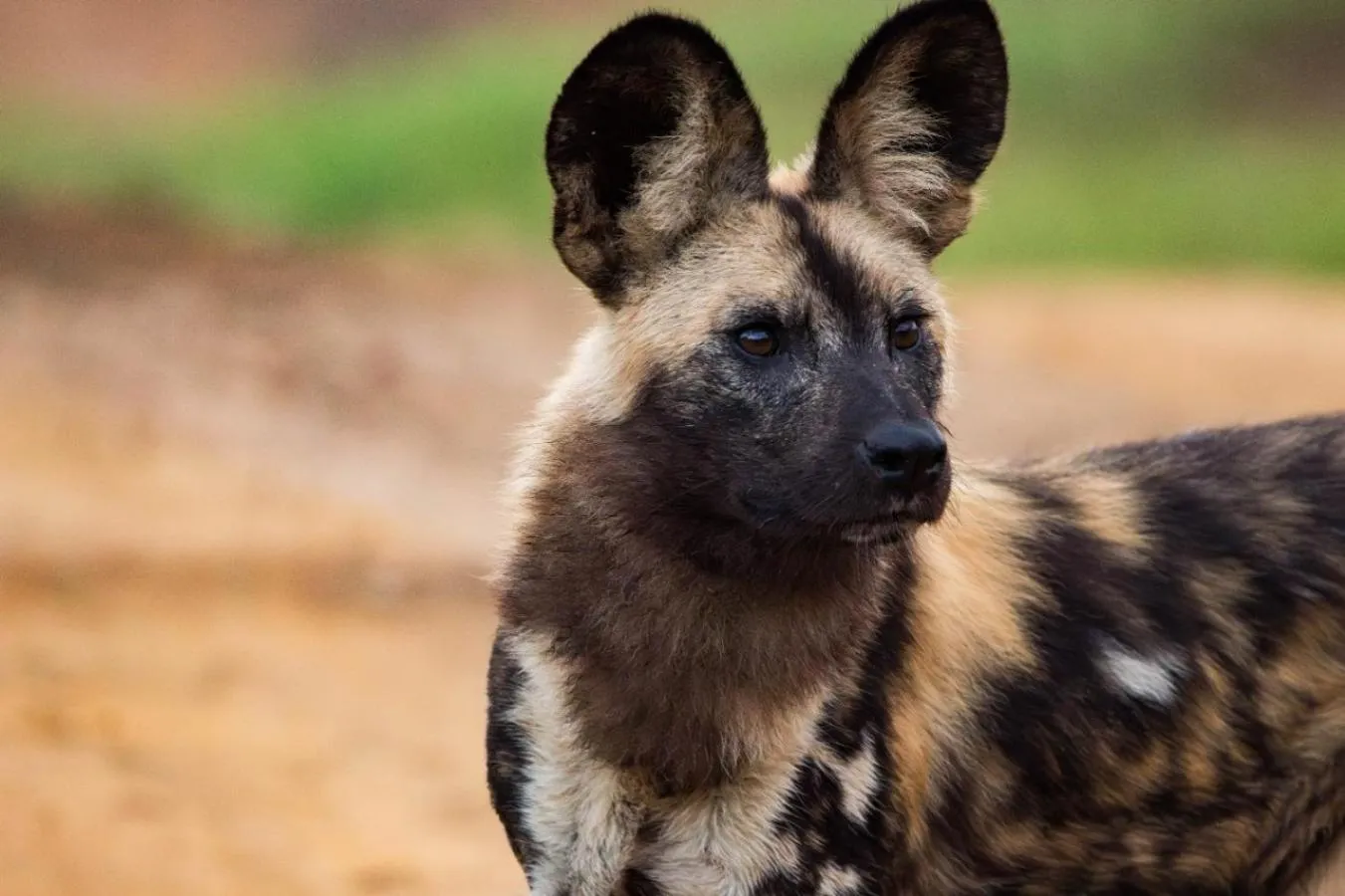 Animals in Motswiri Private Safari Lodge