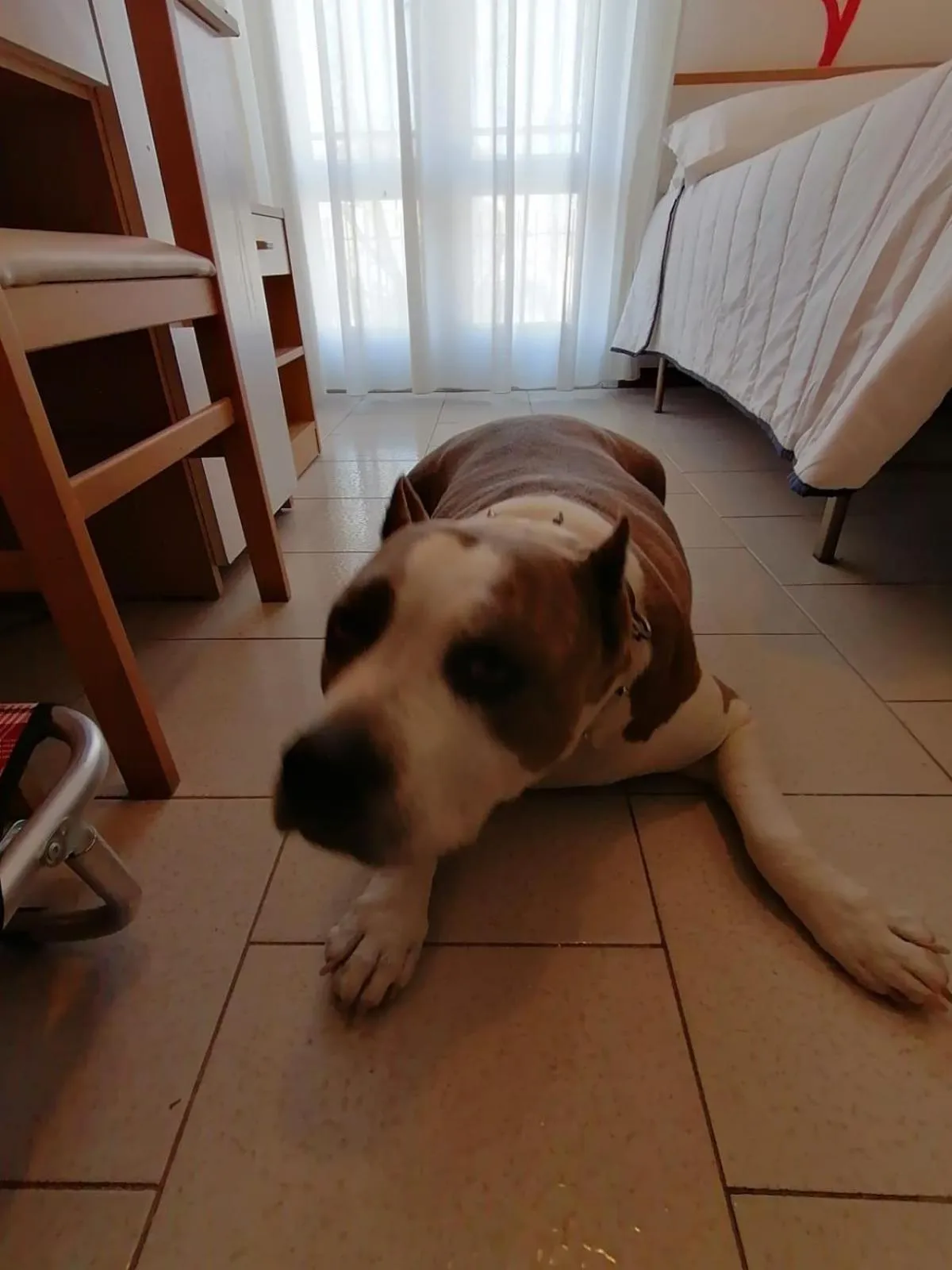 Shower in Kristalex Pet Family Hotel