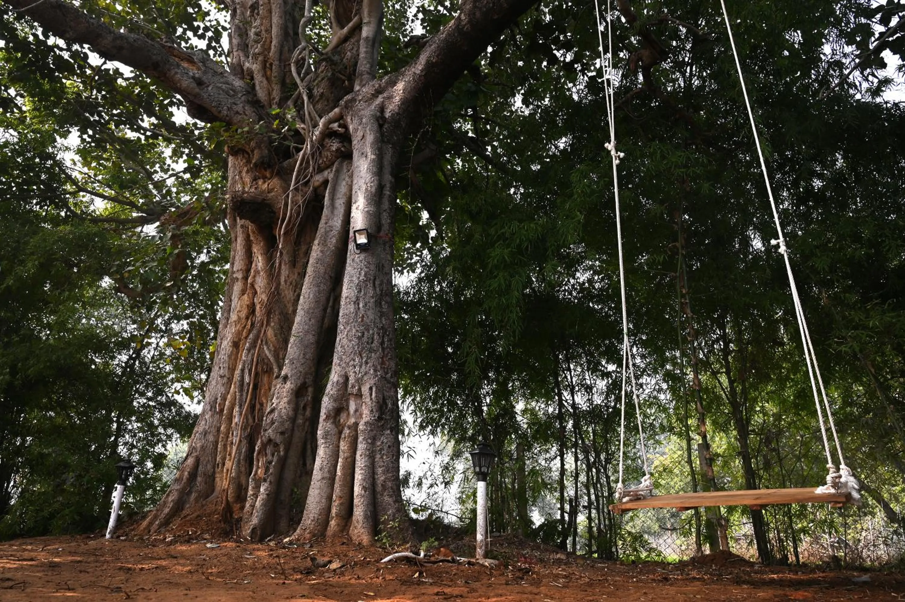 Natural landscape in Olive