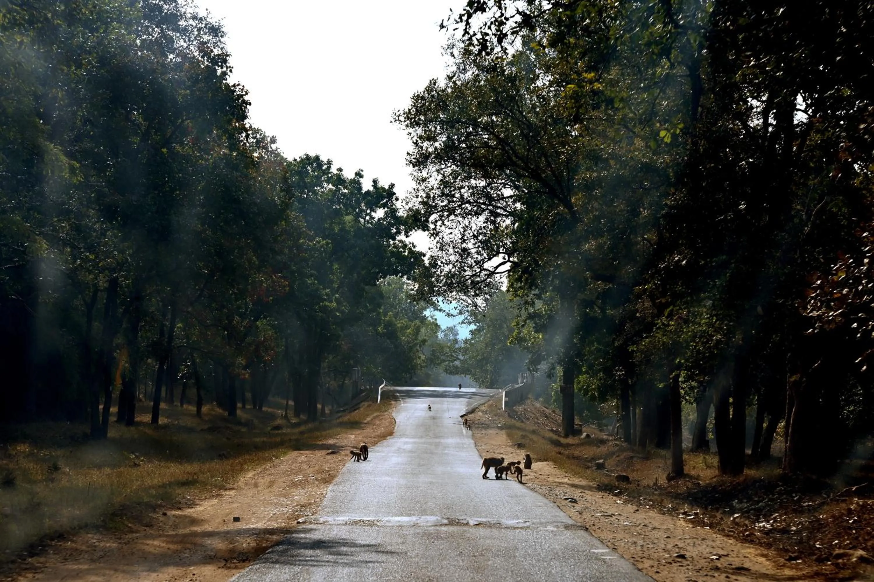 Neighbourhood in Olive