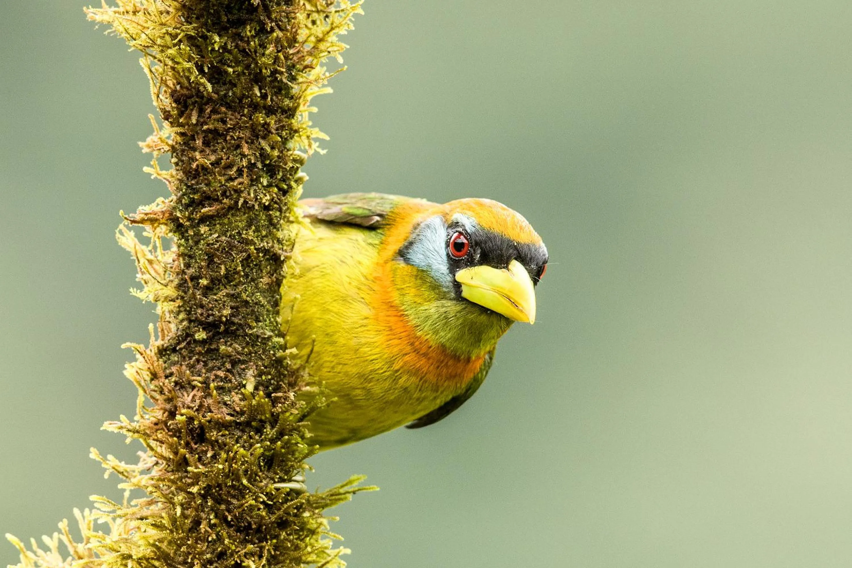Animals in Mashpi Lodge