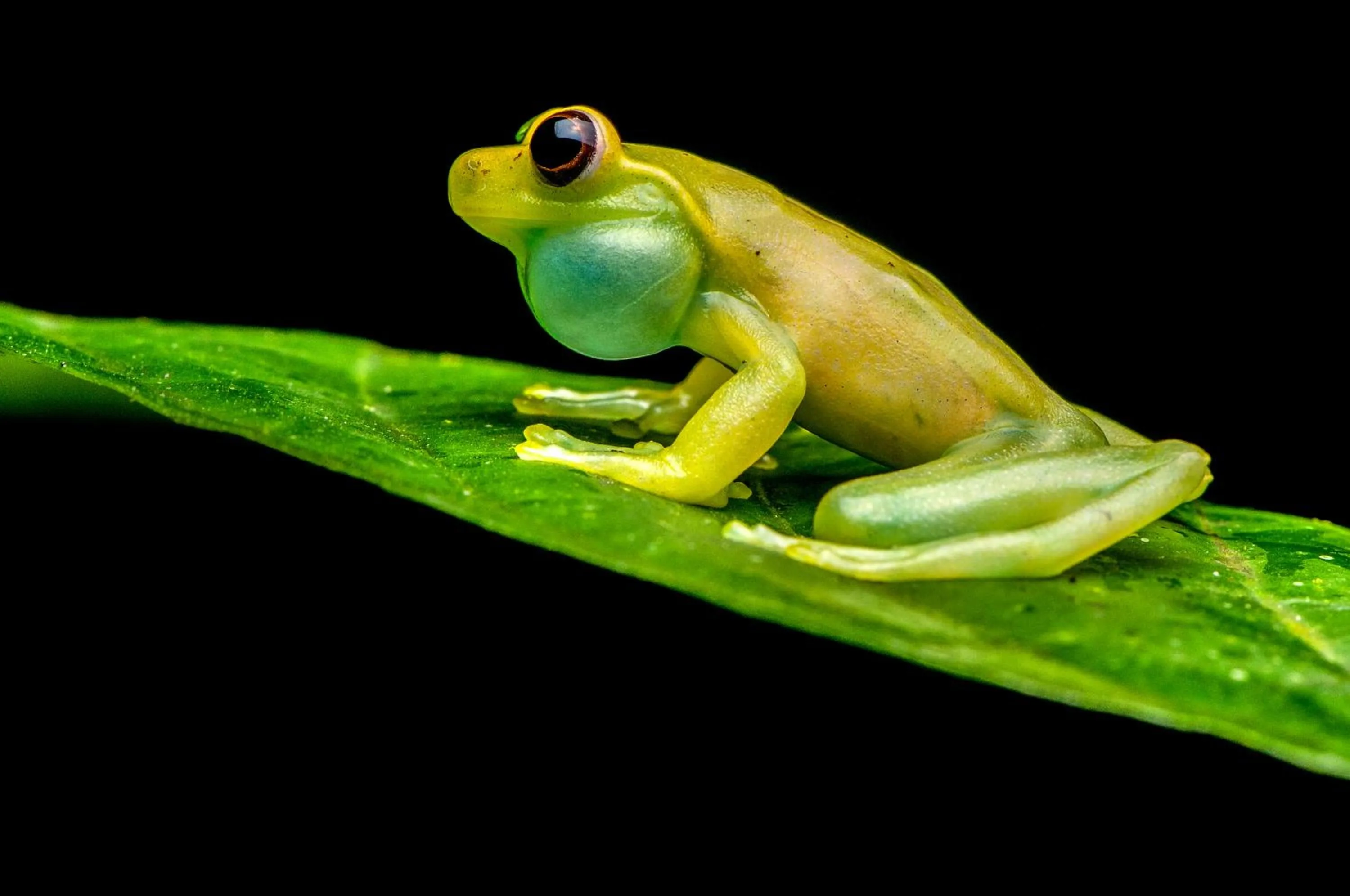 Animals in Mashpi Lodge