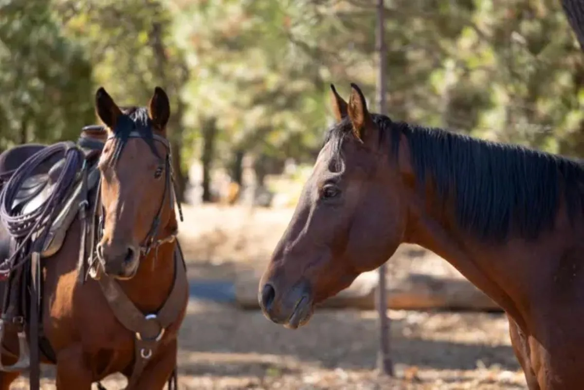 Horse-riding in Firefall Ranch Yosemite