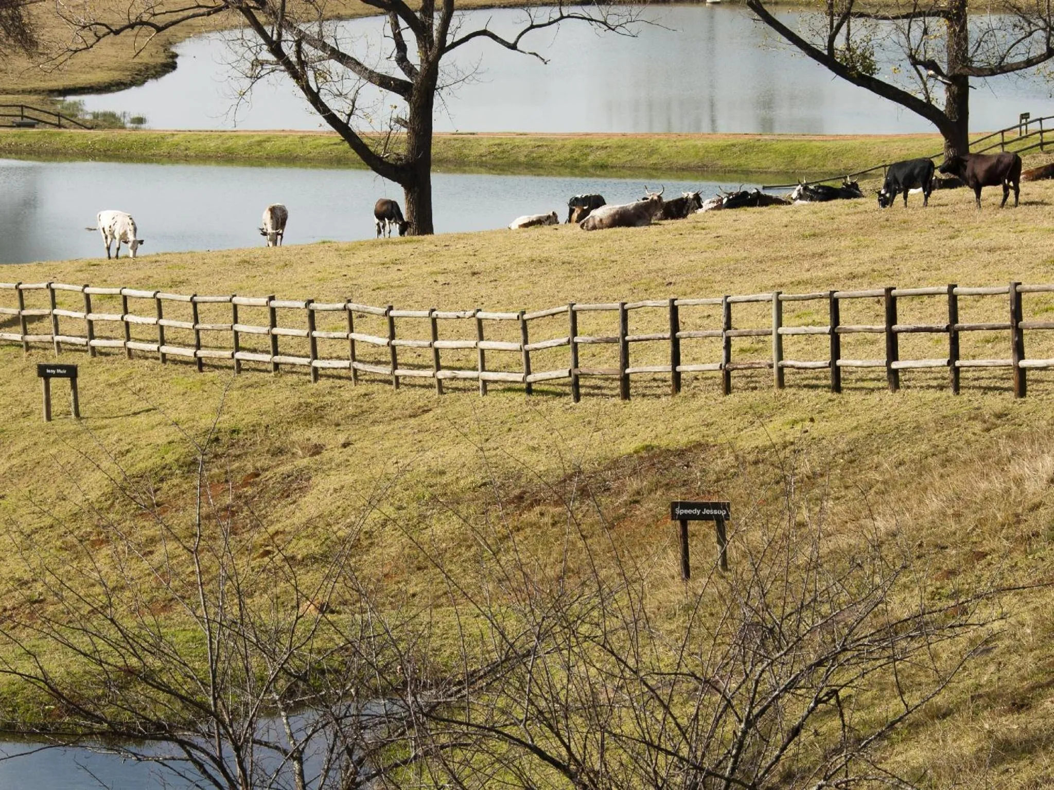 Animals in Whispering Waters