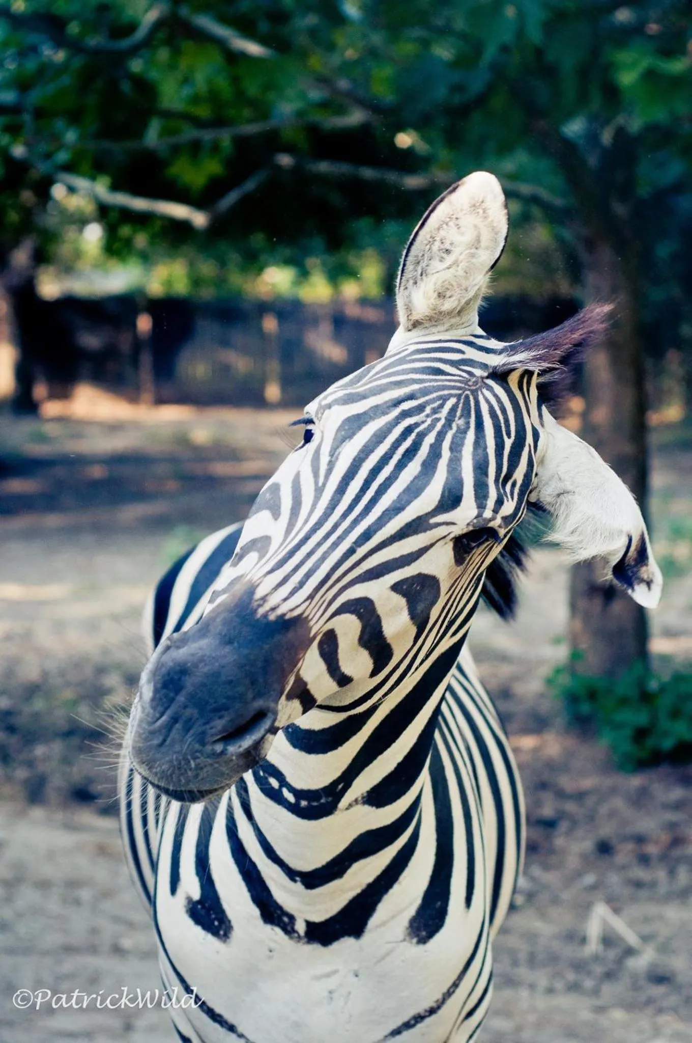 Animals in Ca'Bevilacqua Bed&Breakfast