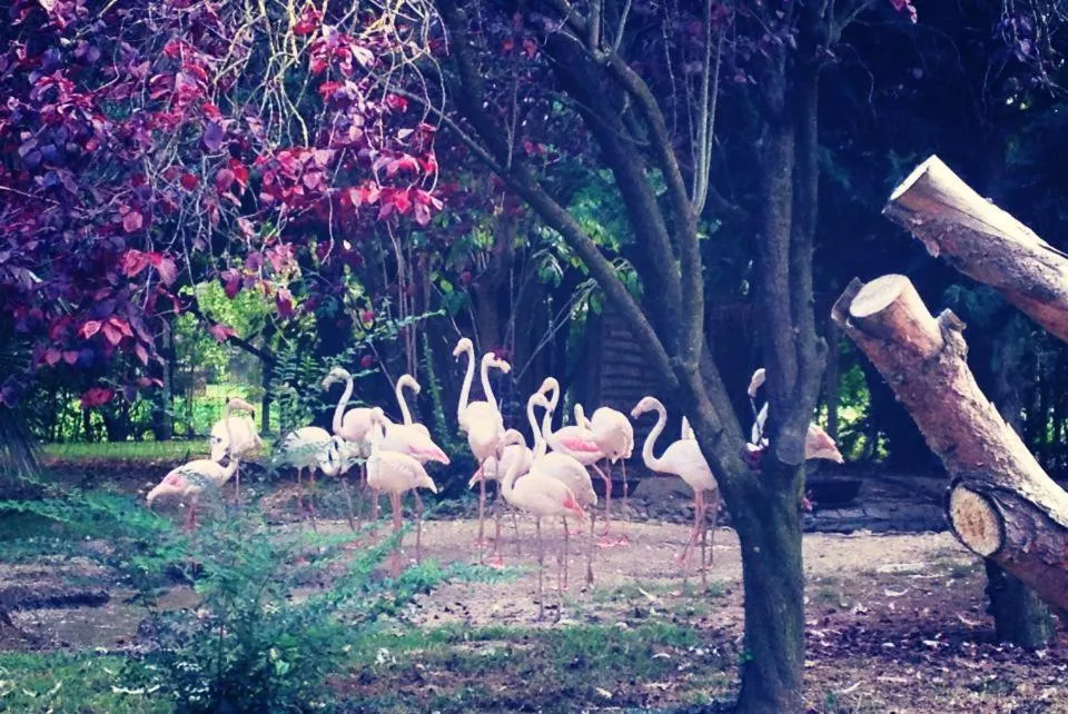 Animals in Ca'Bevilacqua Bed&Breakfast