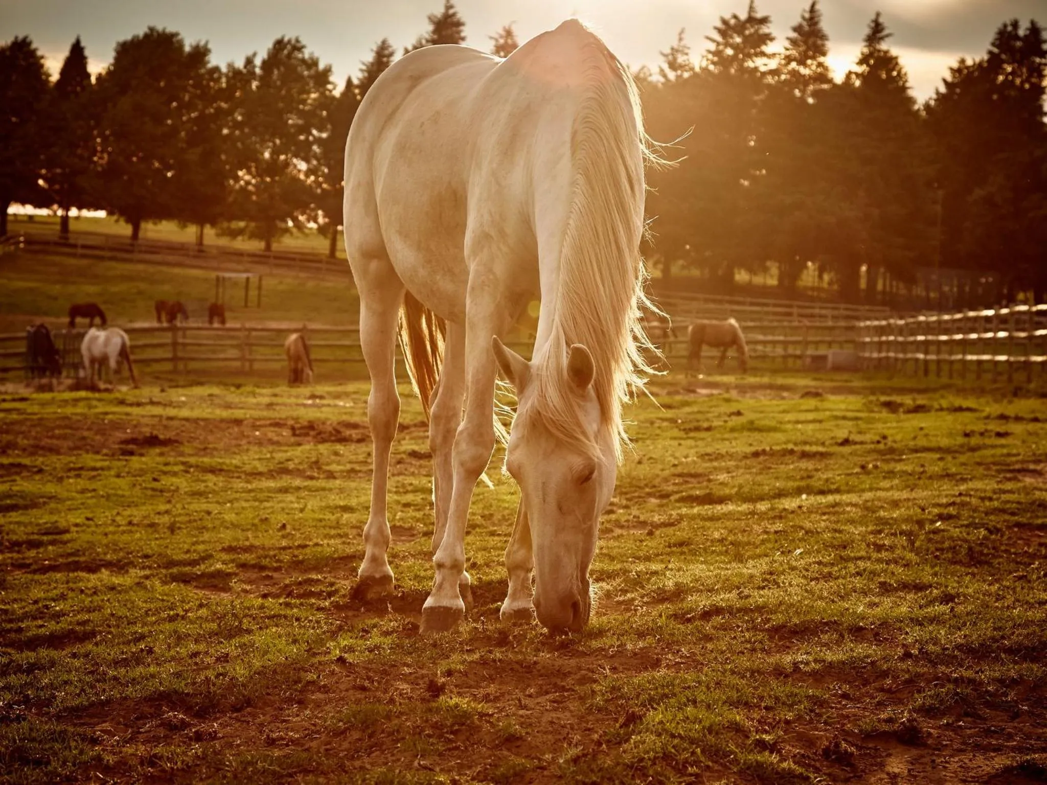 Horse-riding in First Group Midlands Saddle and Trout